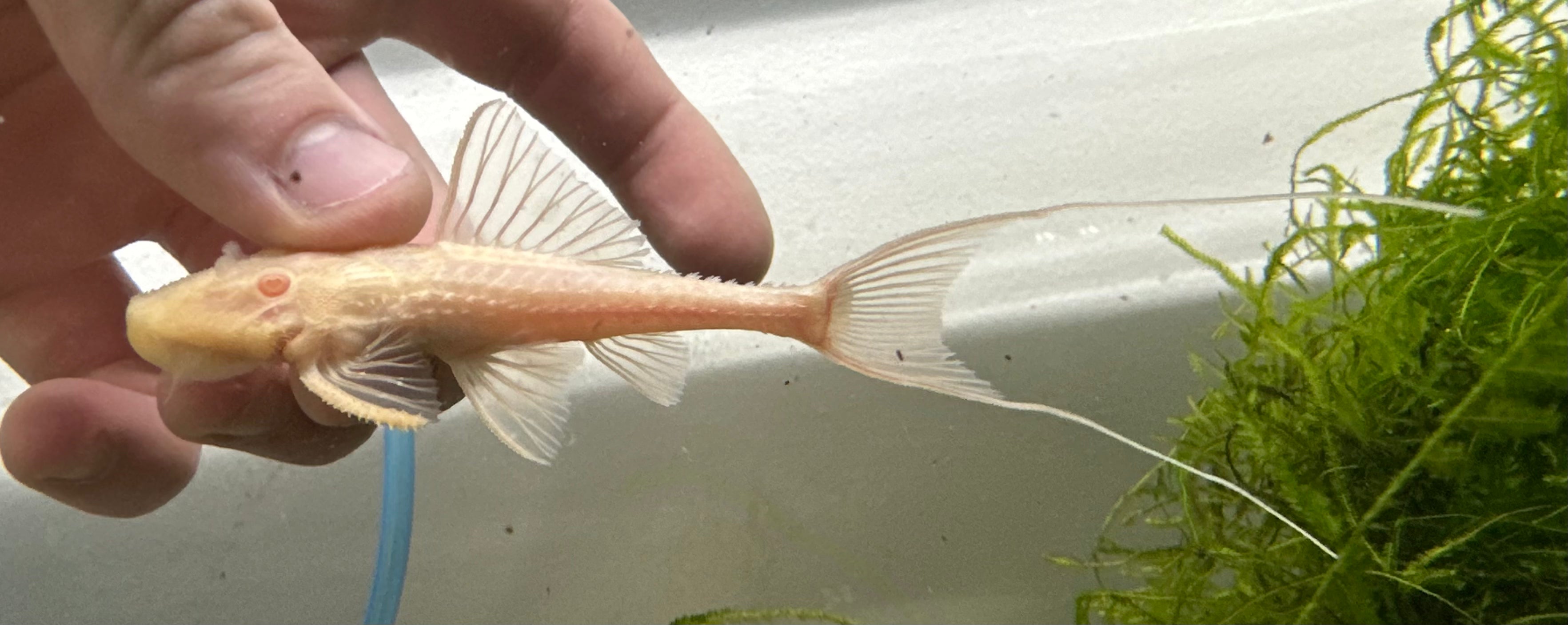 Albino L155 Adonis Pleco (2.5”)