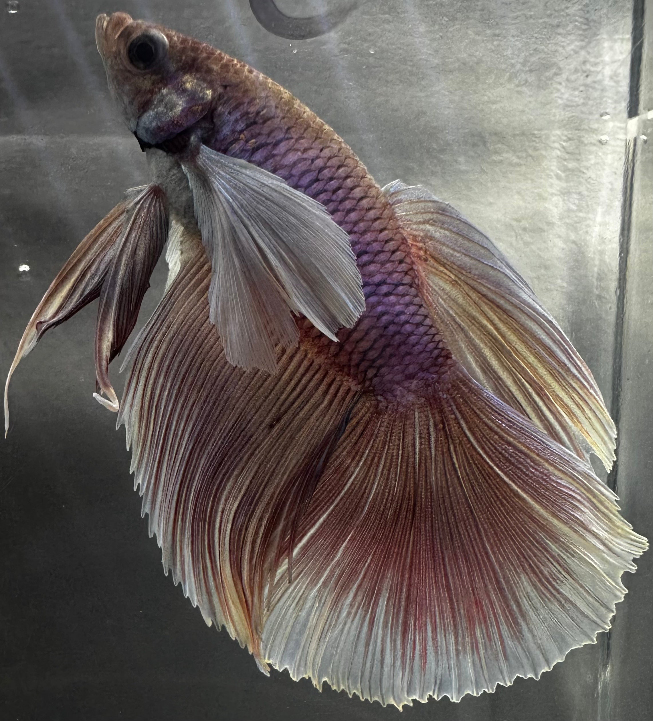 purple female betta fish