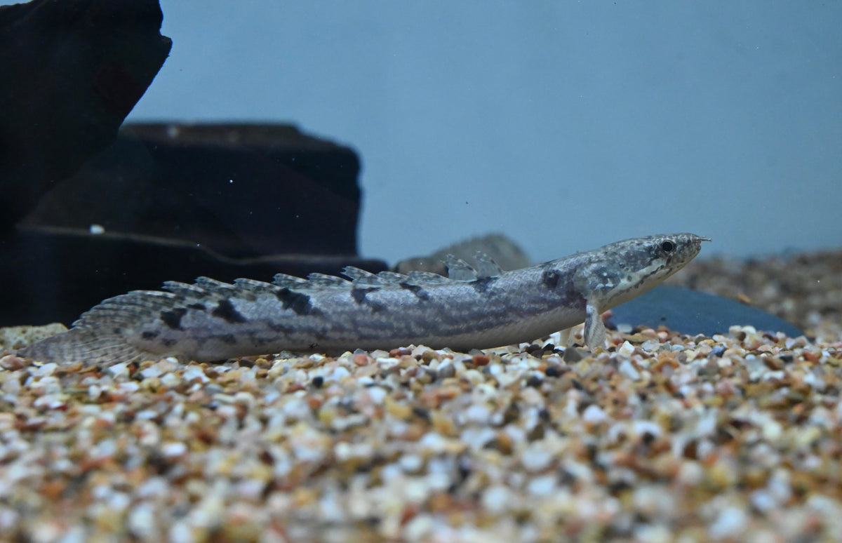 Delhezi Polypterus (4-4.5”)