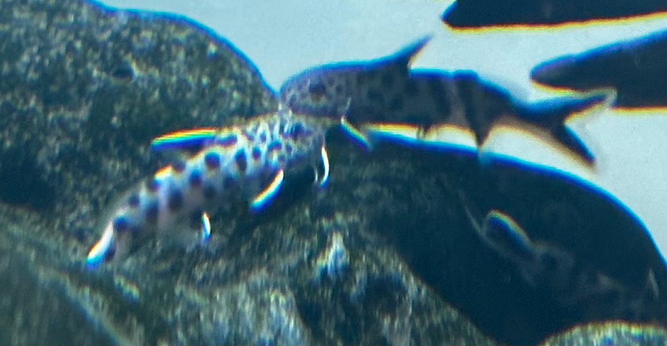 Synodontis Petricola (1-1.25”)