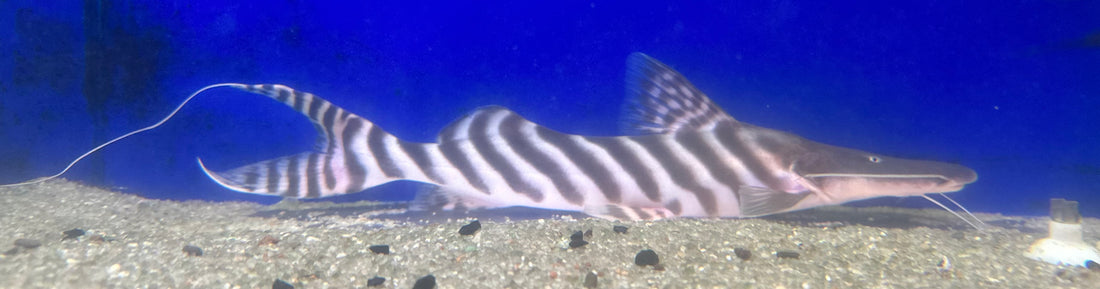 XL Tigrinus Catfish (15”)