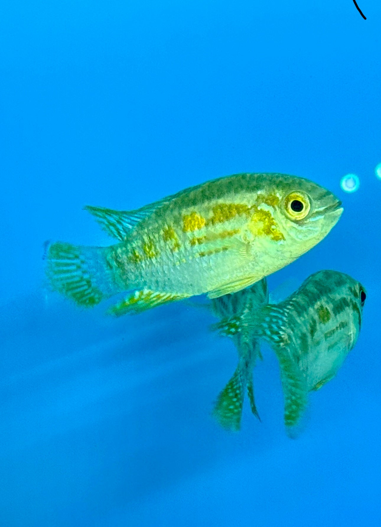 Laetacara araguaie (1.5”)