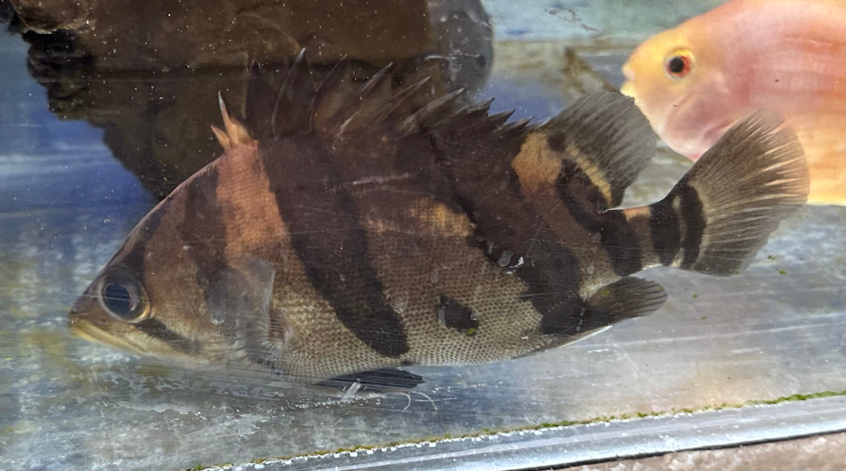 Mixed Bar Indo Datnoid (6-7”)