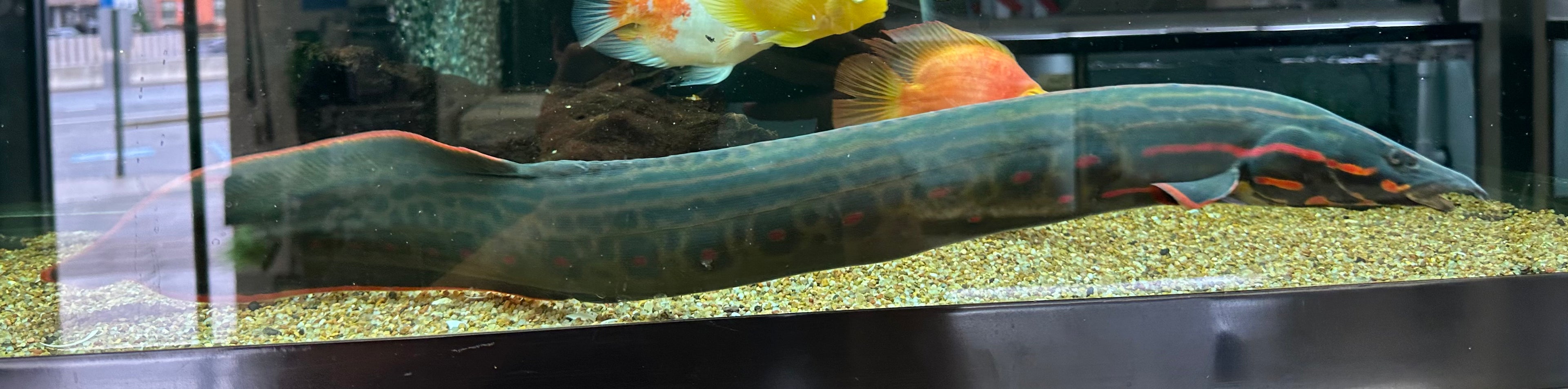 XXL Fire Eel (24”+)