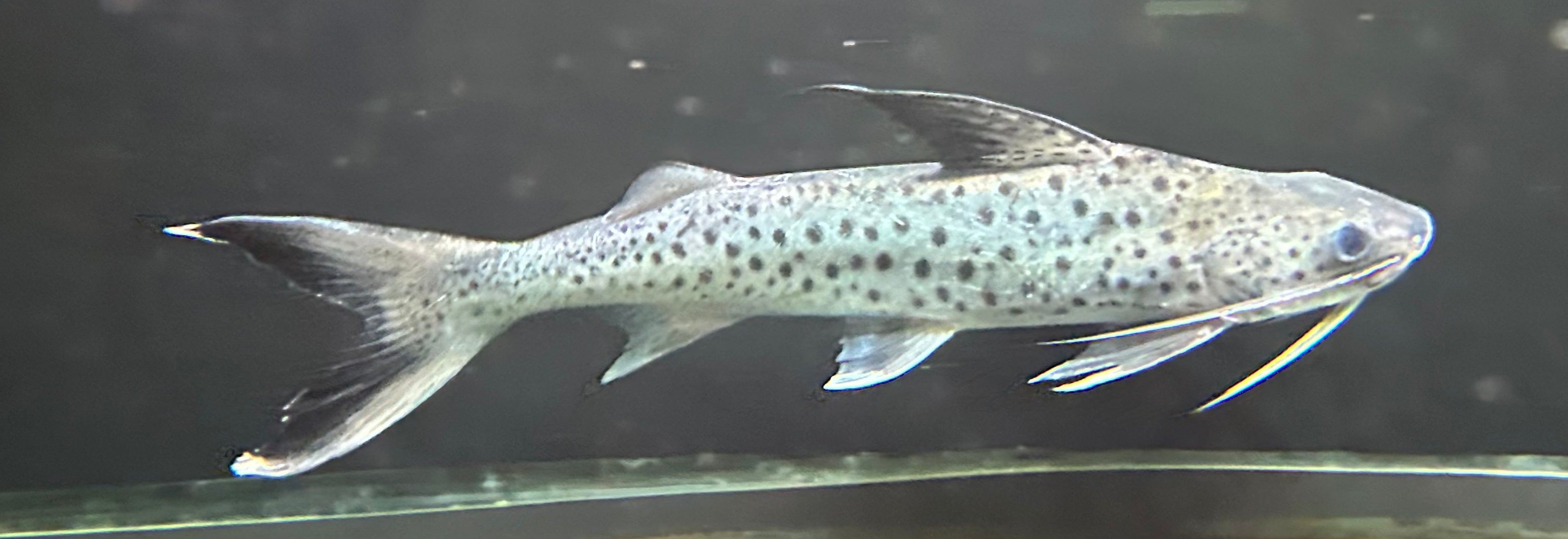 Lince Catfish (11-12”)