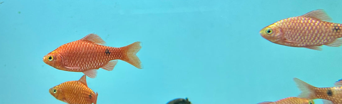 Neon Red Rosy Barb (2”)