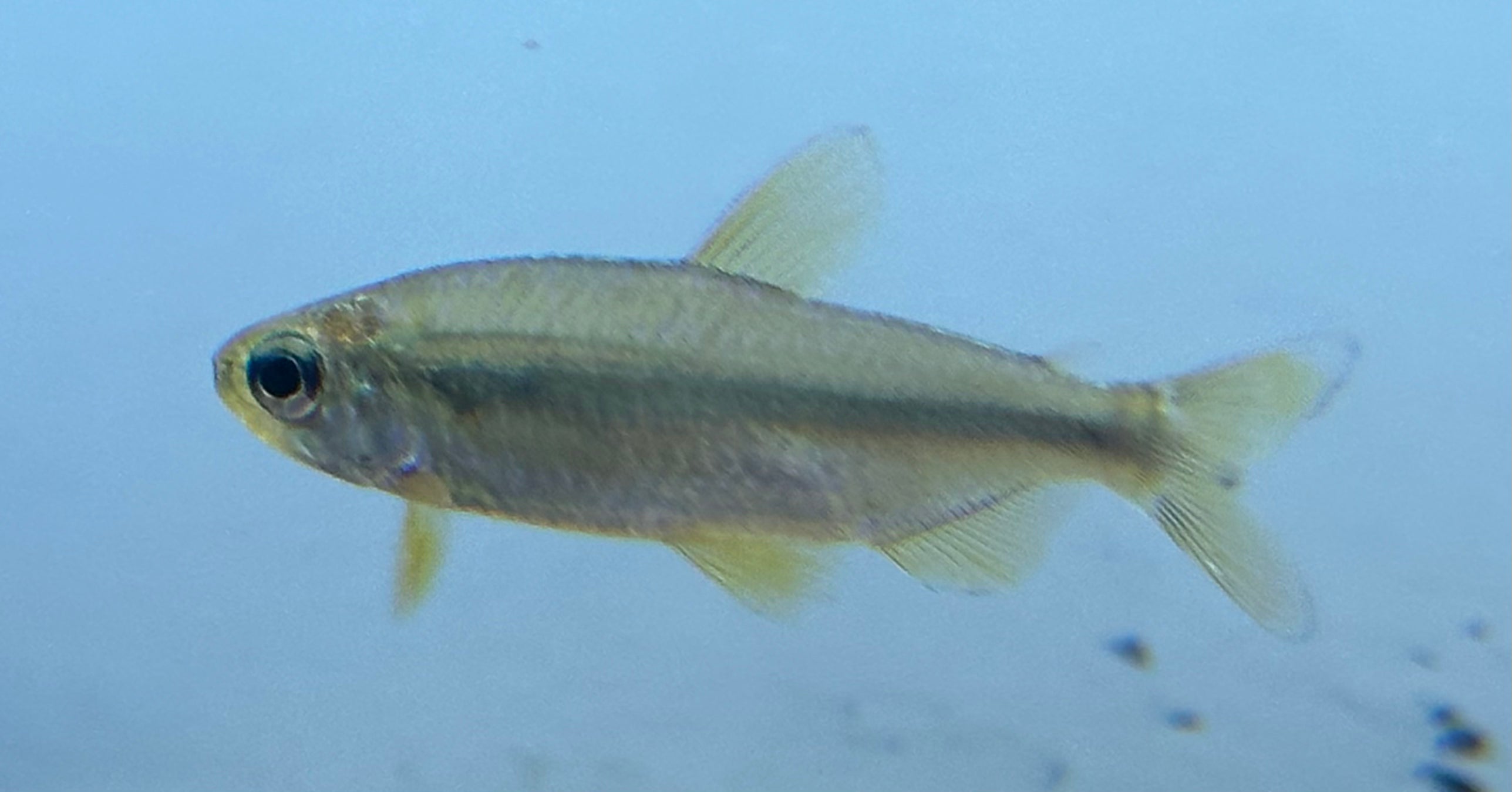 Yellow Brichardi Congo Tetra (1-1.5”)
