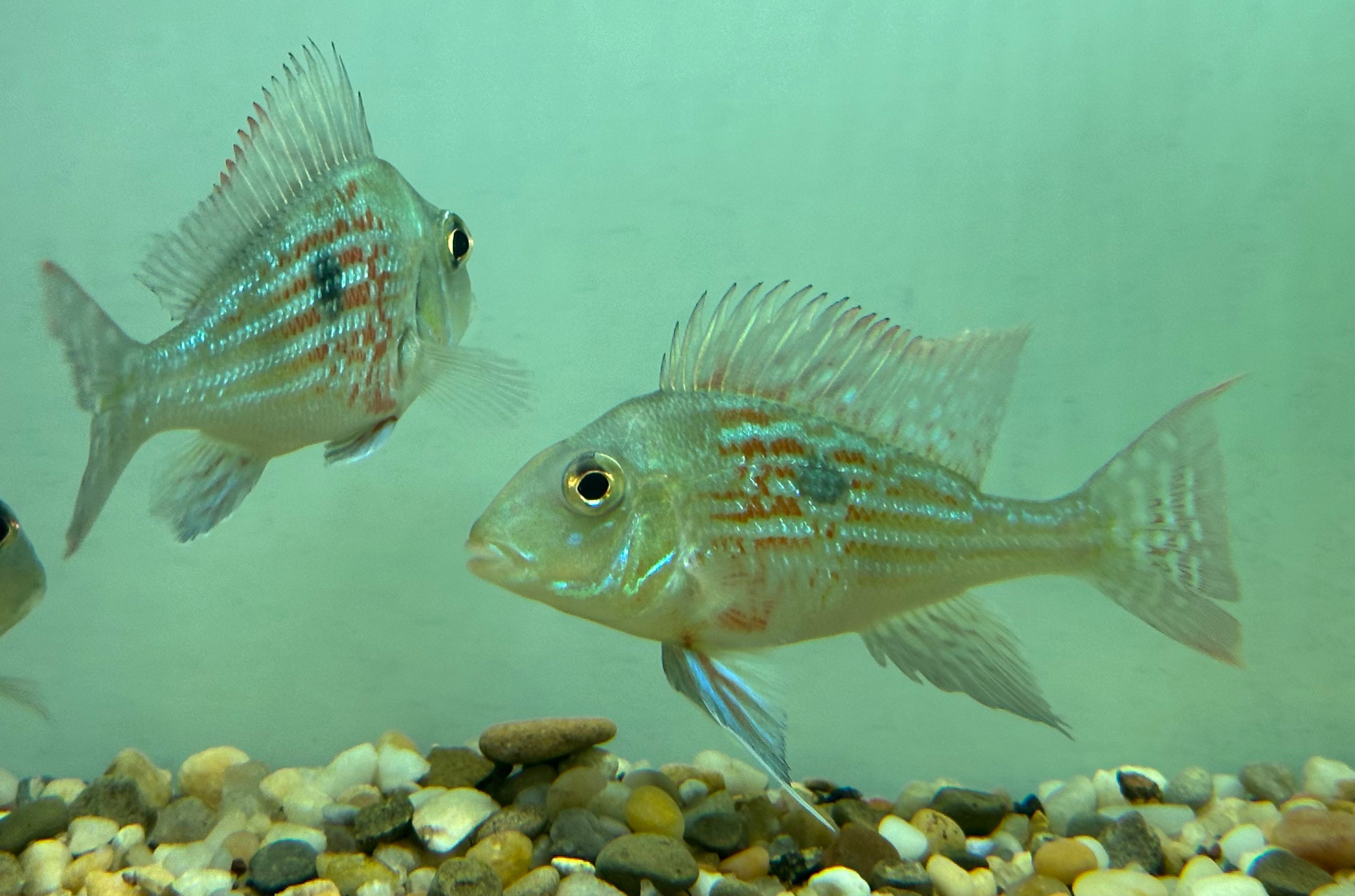 Sveni Geophagus (2.5”+)