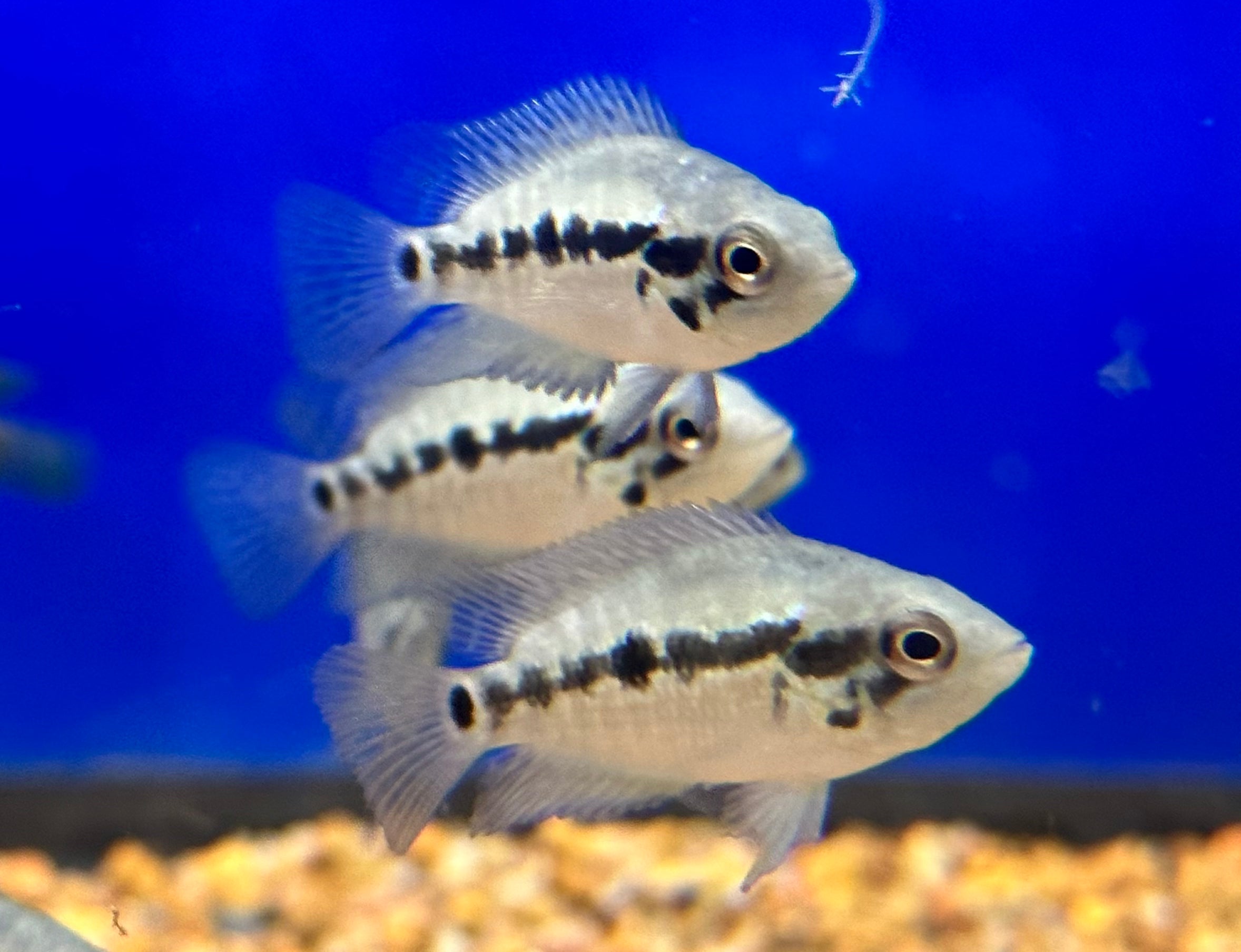 Loiselle Cichlid (1.25-1.5”)