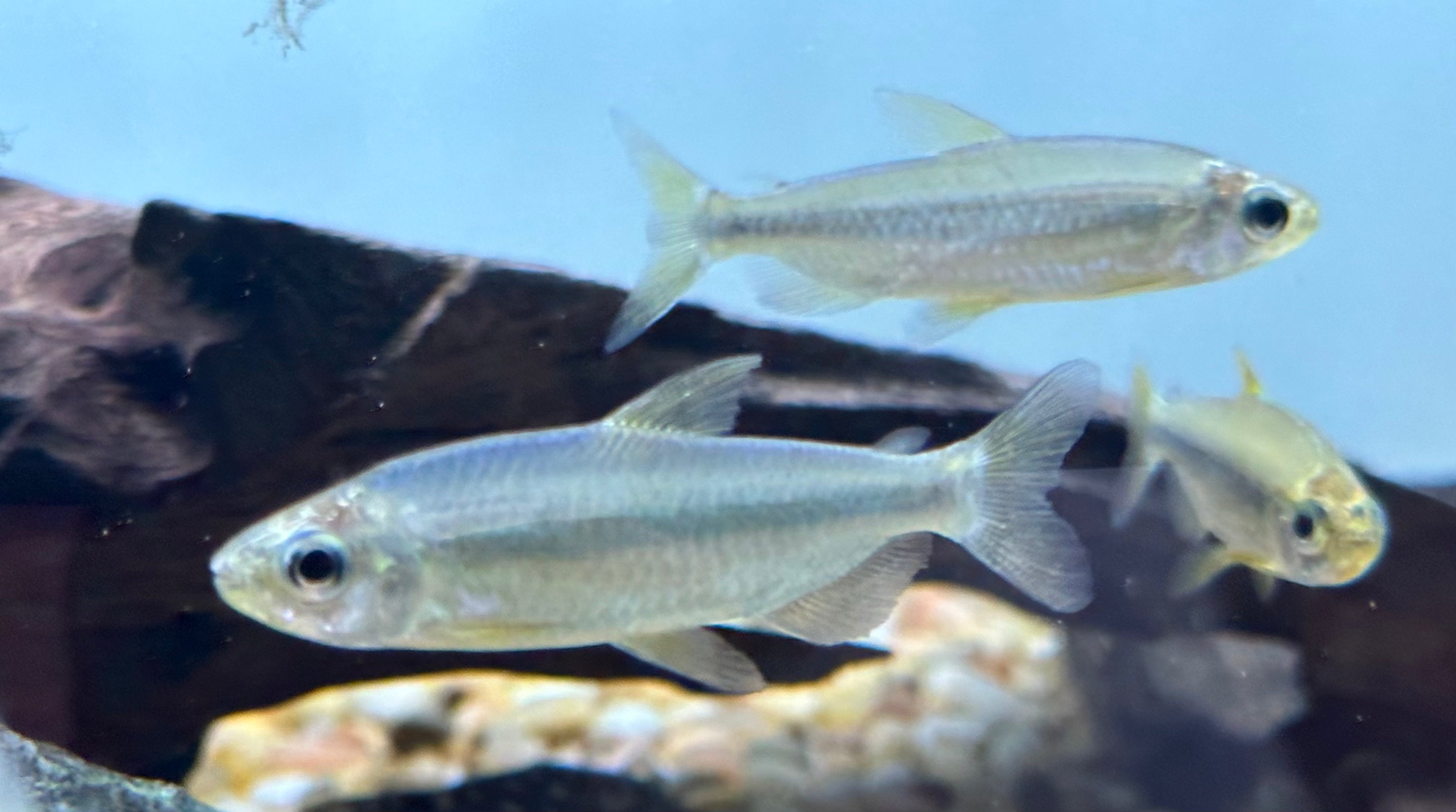 Yellow Brichardi Congo Tetra (1-1.5”)