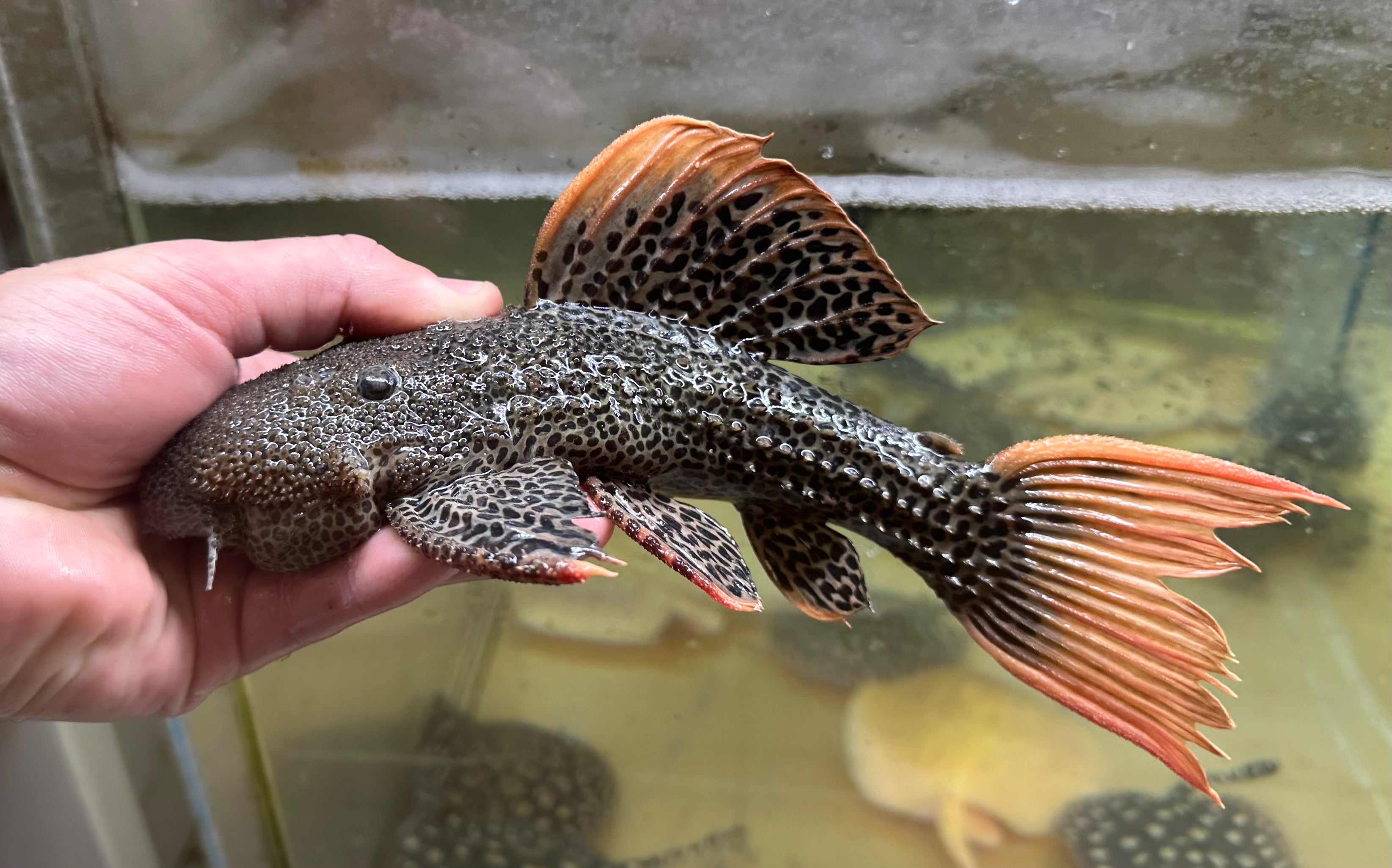 XL L600 Leopard Cactus (8-9”)