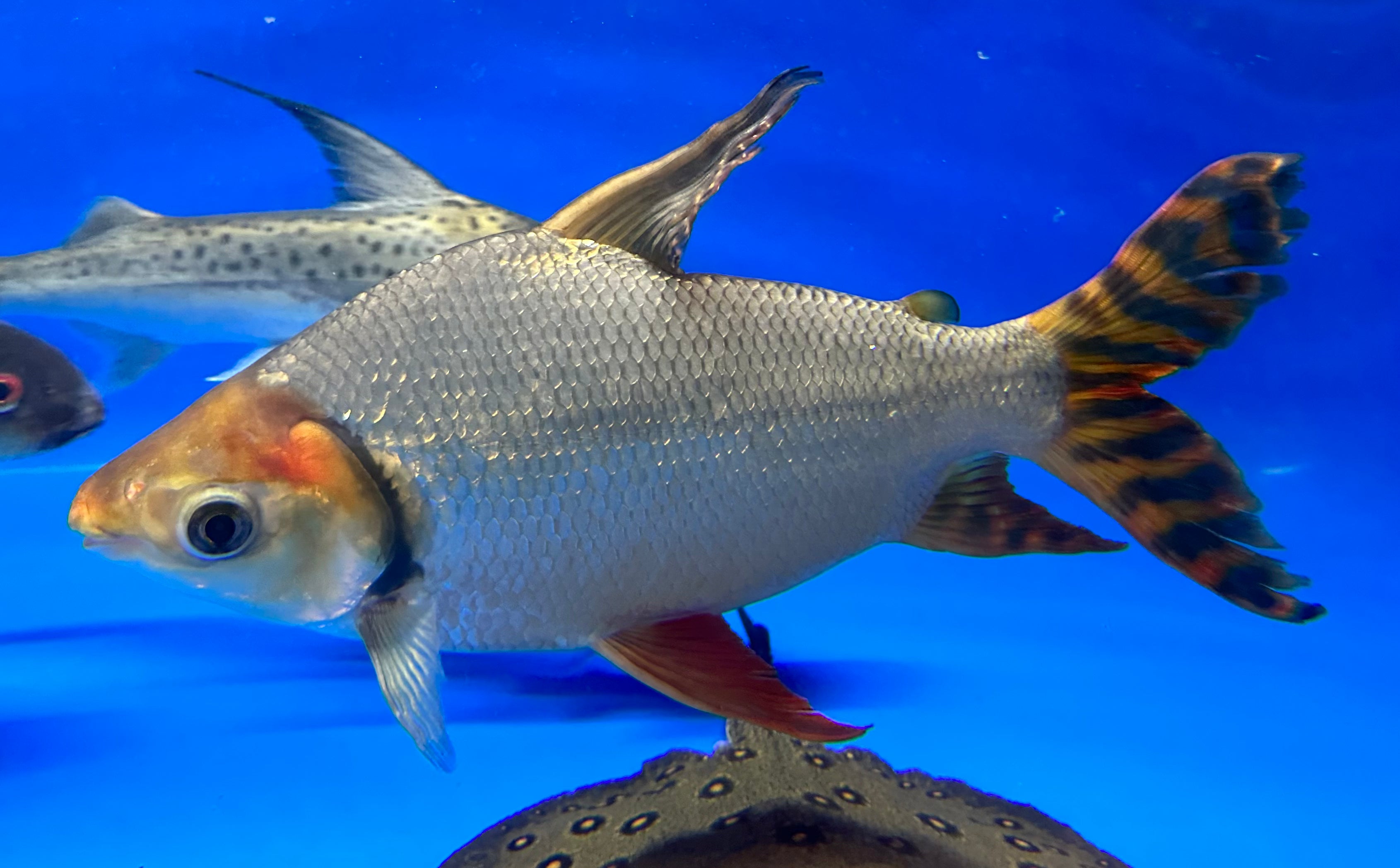 XXL Flagtail Prochilodus (16”+)