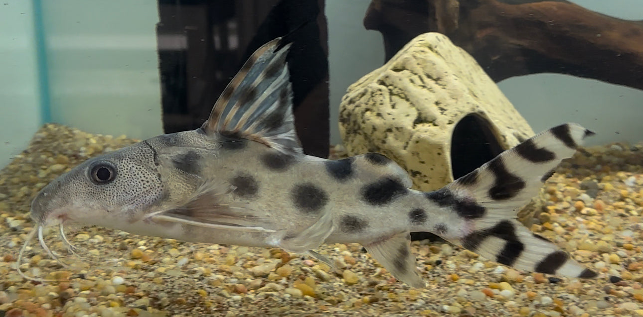 Sinodontis decorus (8-9”)