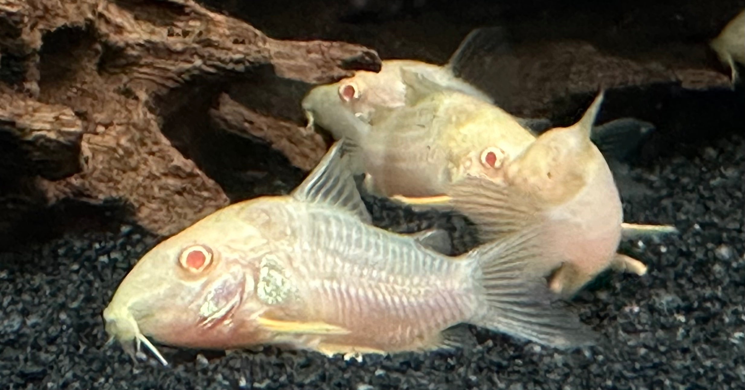 Albino Sterbai Cory (1.5”)