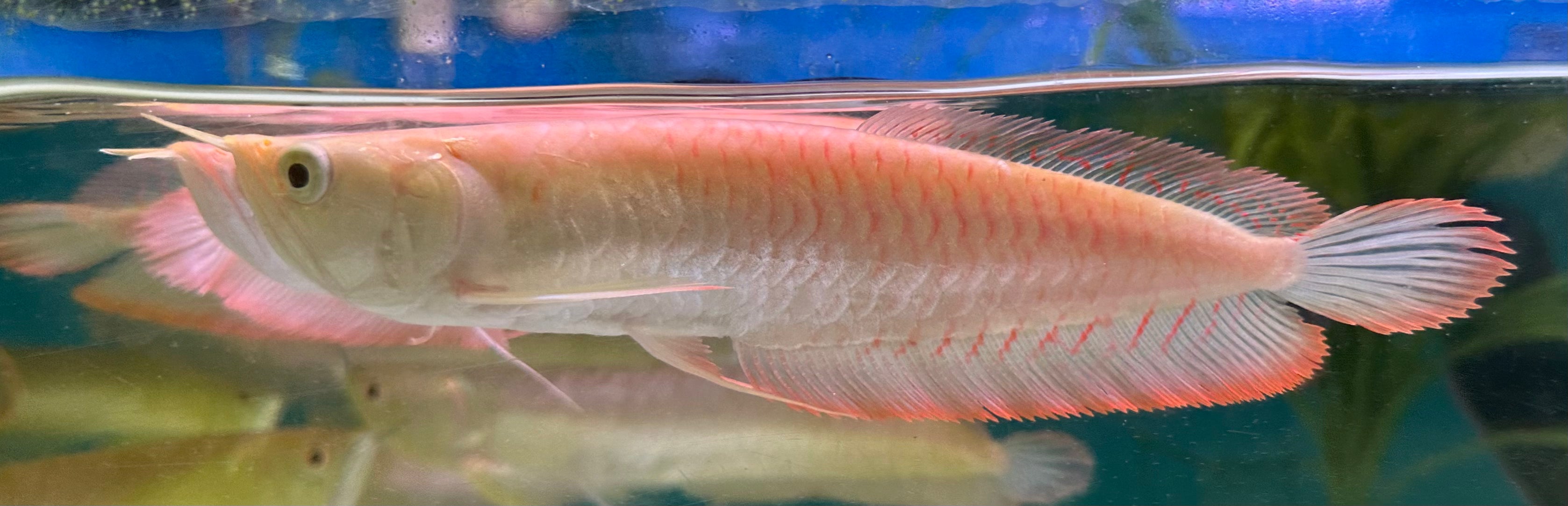 Albino Silver Arowana (9-10”+)