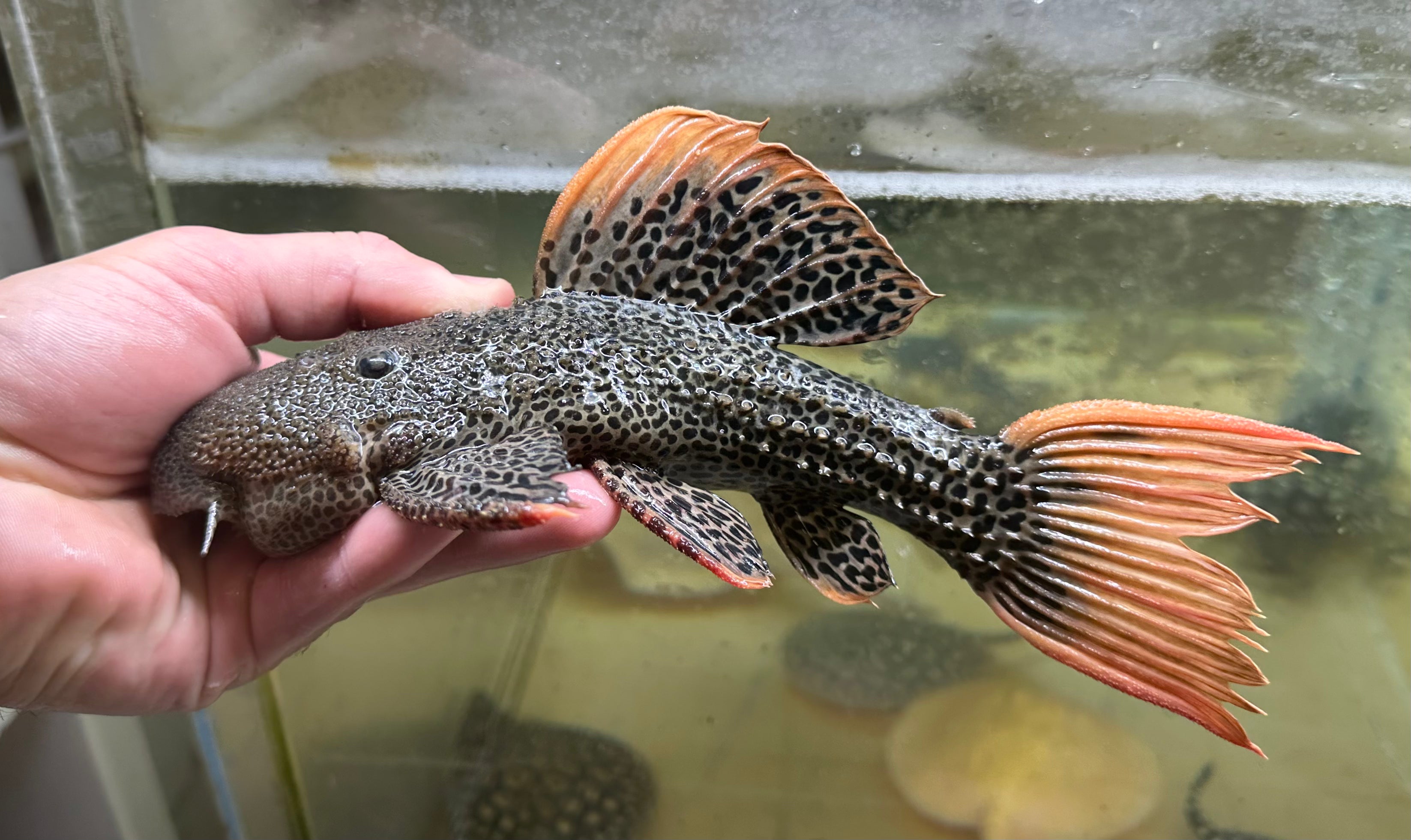 XL L600 Leopard Cactus (8-9”)