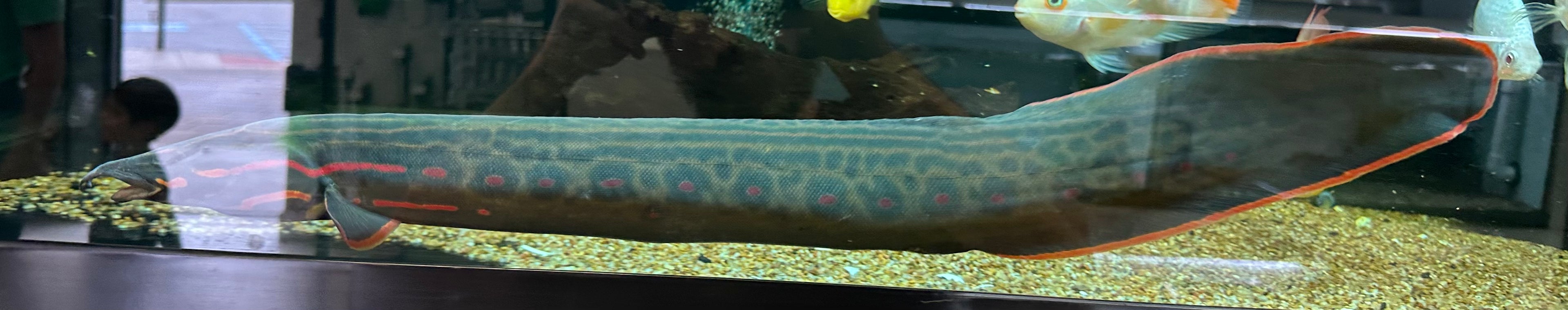 XXL Fire Eel (24”+)