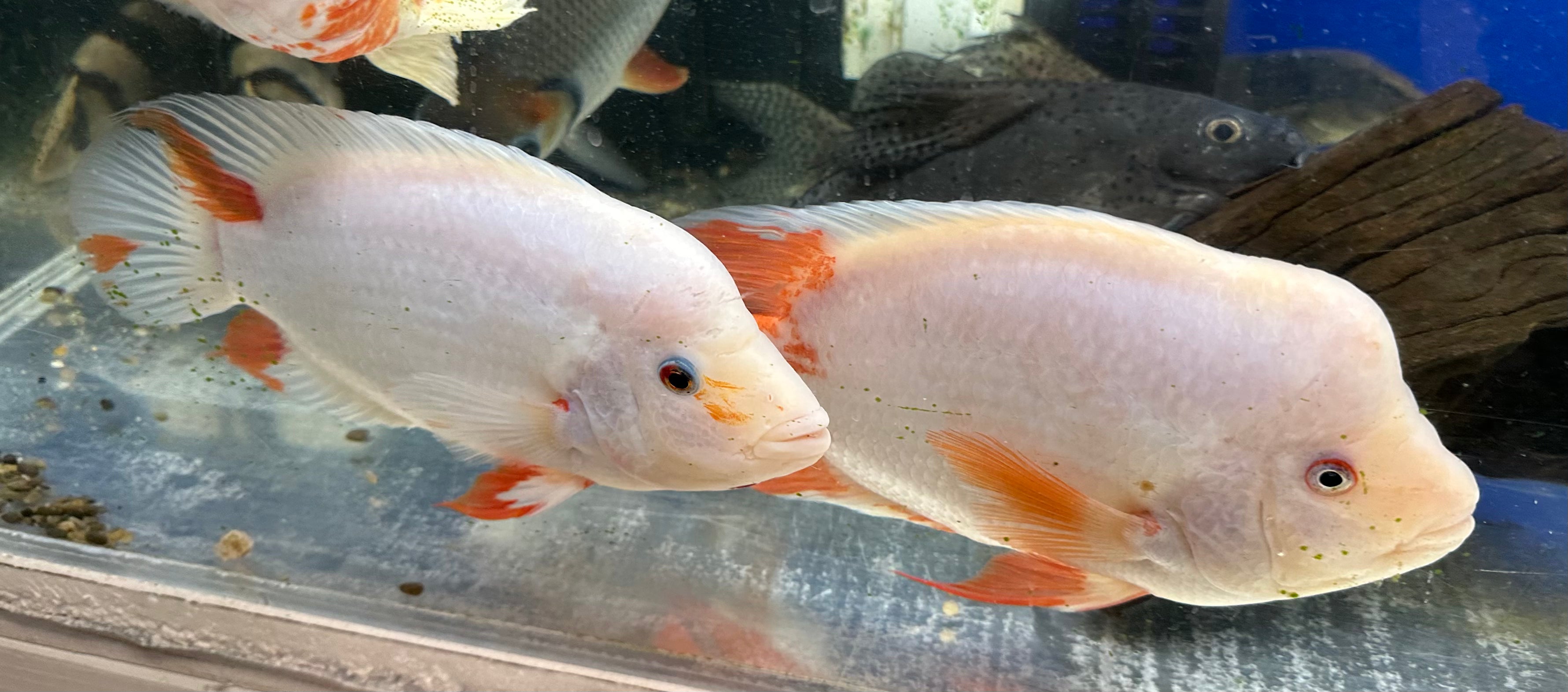 Creamsickle Midas Pair (9-10”)