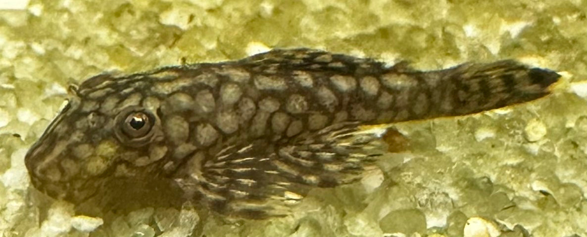 Wabenmuster Ancistrus “Honeycomb” Bristlenose Pleco (1.75”)