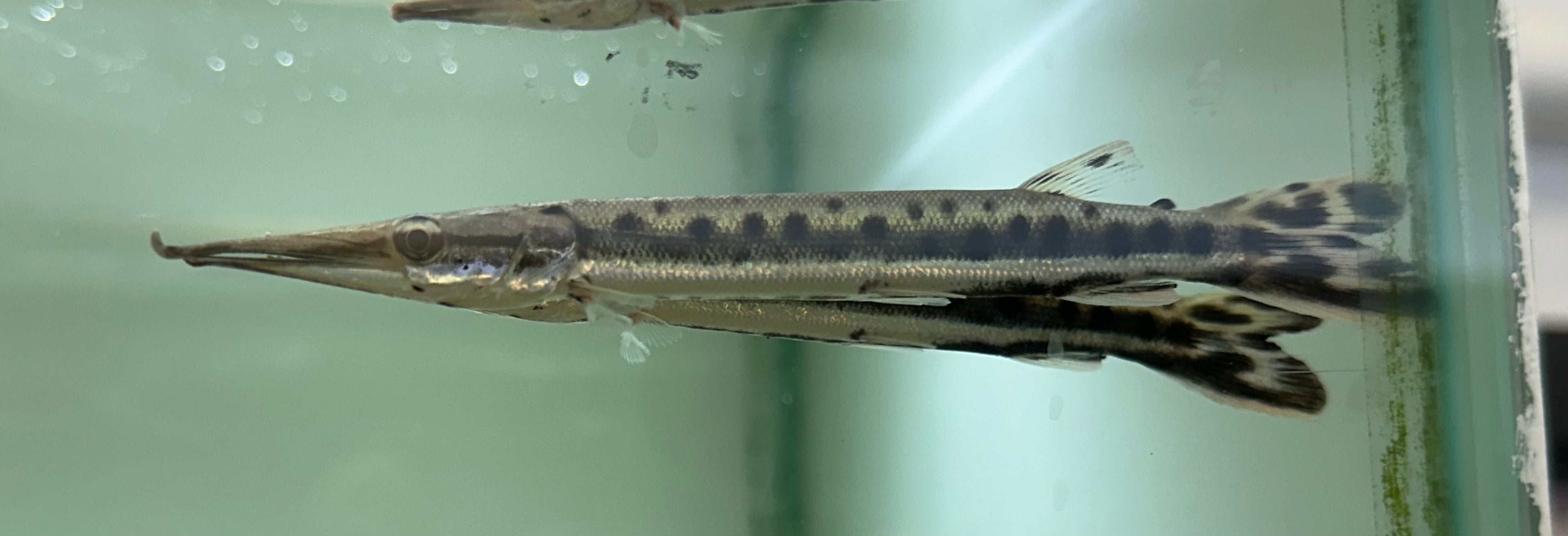 Spotted Mosaic Gar (6-6.5”)