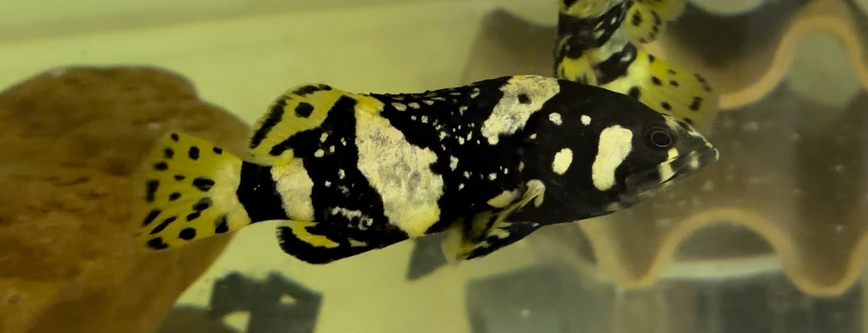 Bumblebee Grouper (3”)