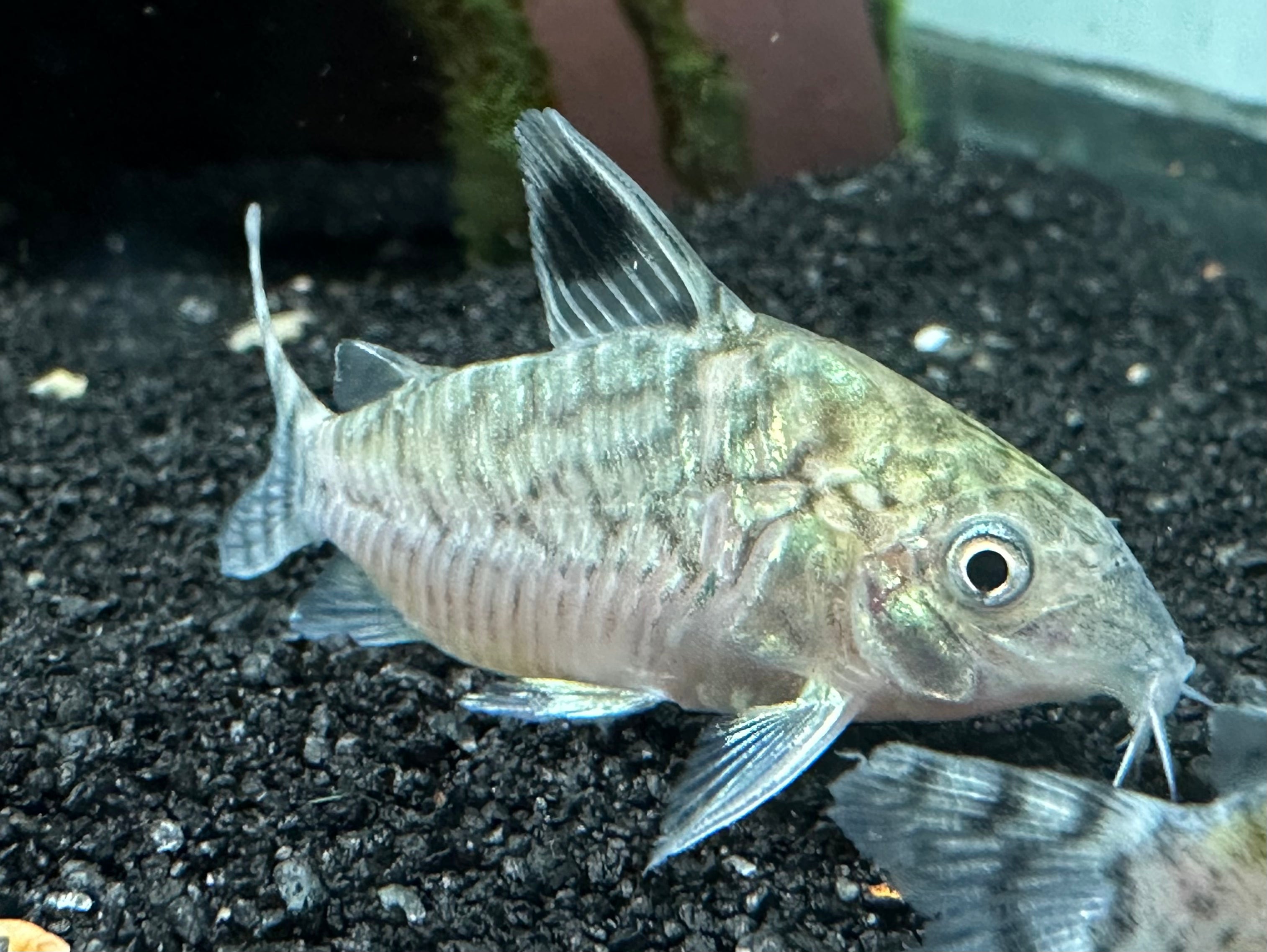 Reticulated Corydoras (1.5”)