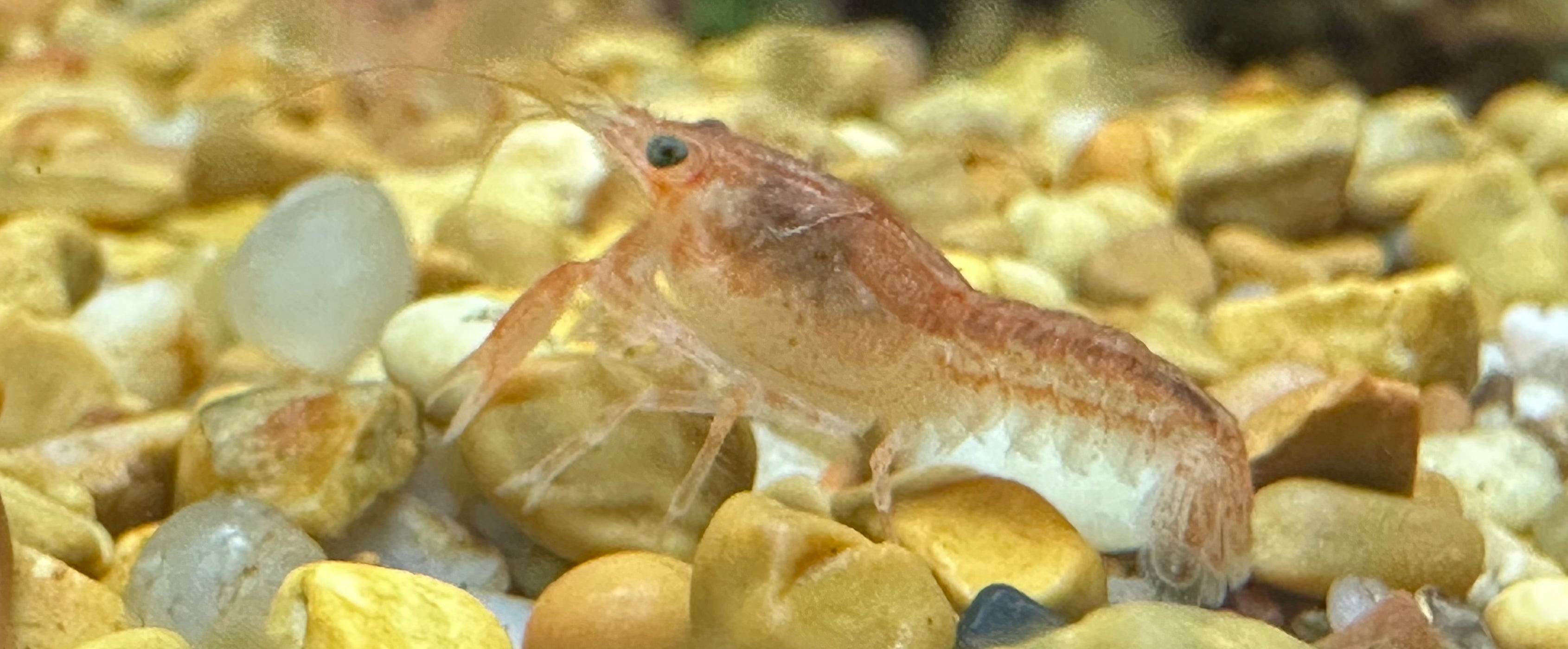 Mini Mexican Orange Crayfish (.75-1”)