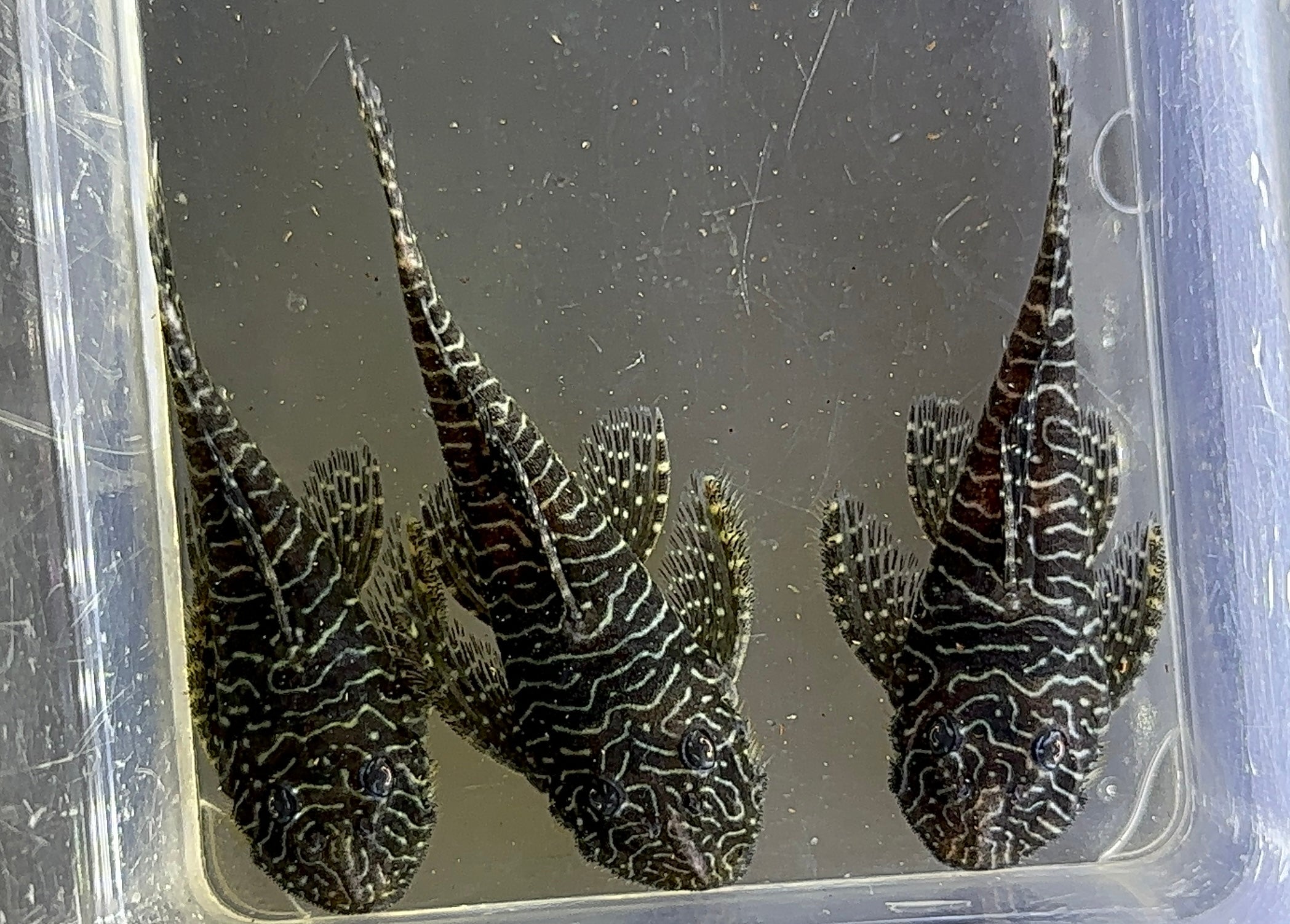 L257 Tigris Pleco (2-2.5”)