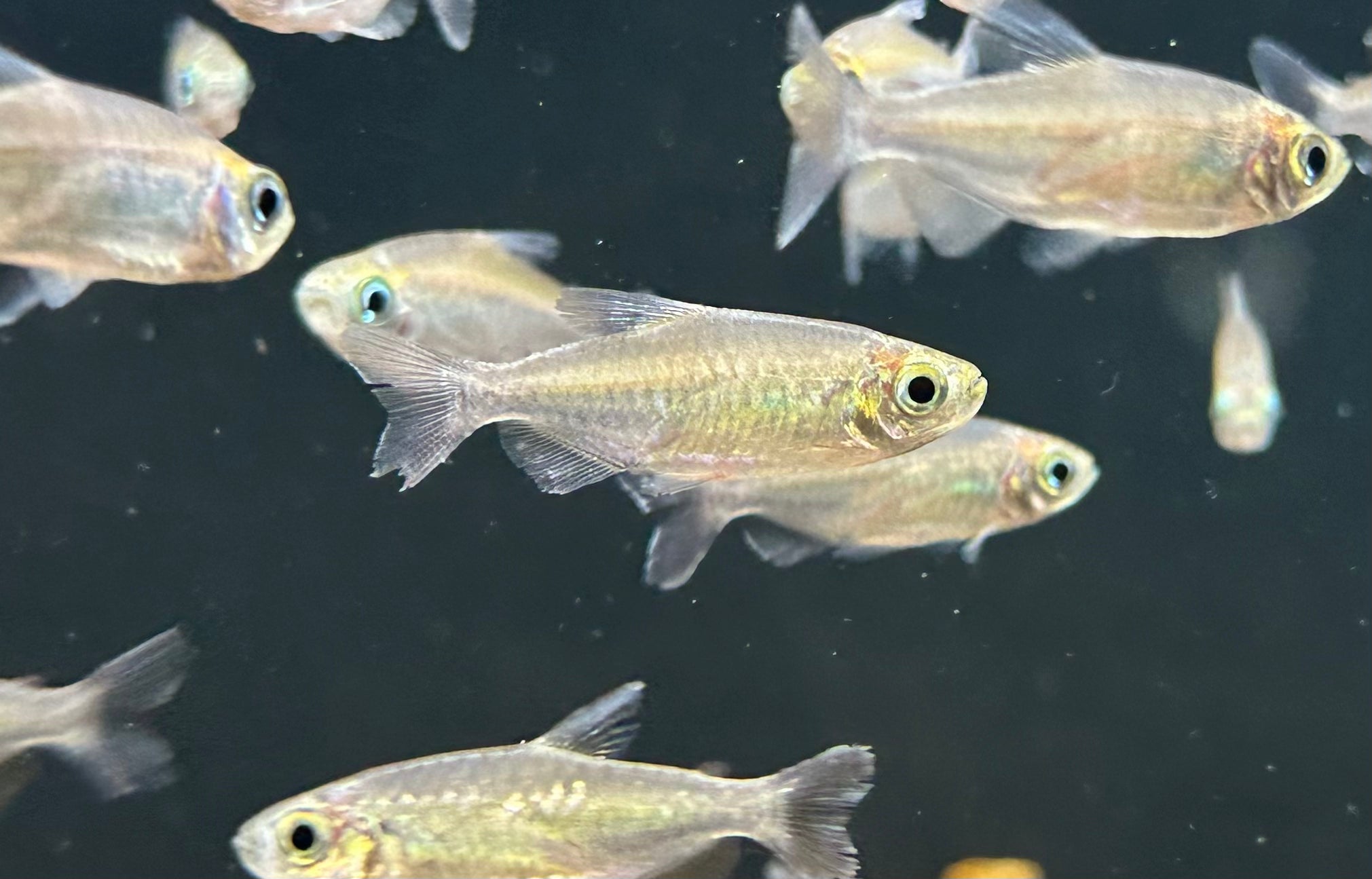 Tetra del Congo (1,25-1,5”)