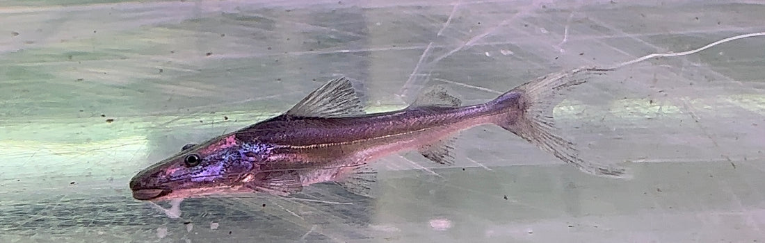 Dorado Catfish (3”)