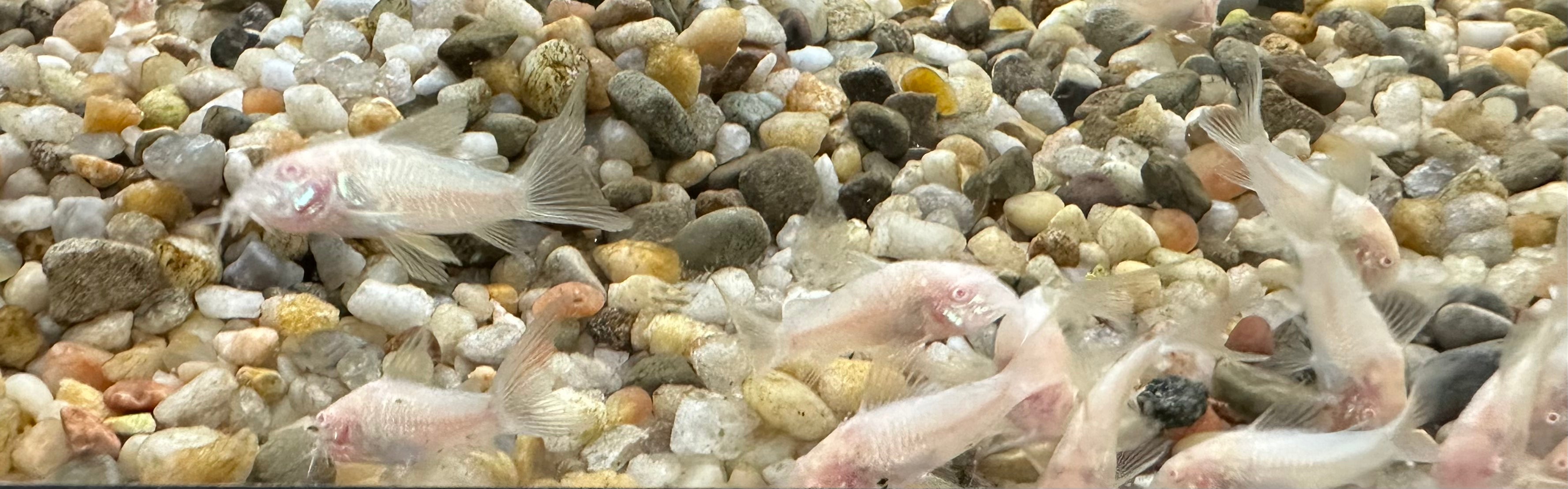 Longfin Albino Cory (1.25-1.5”)