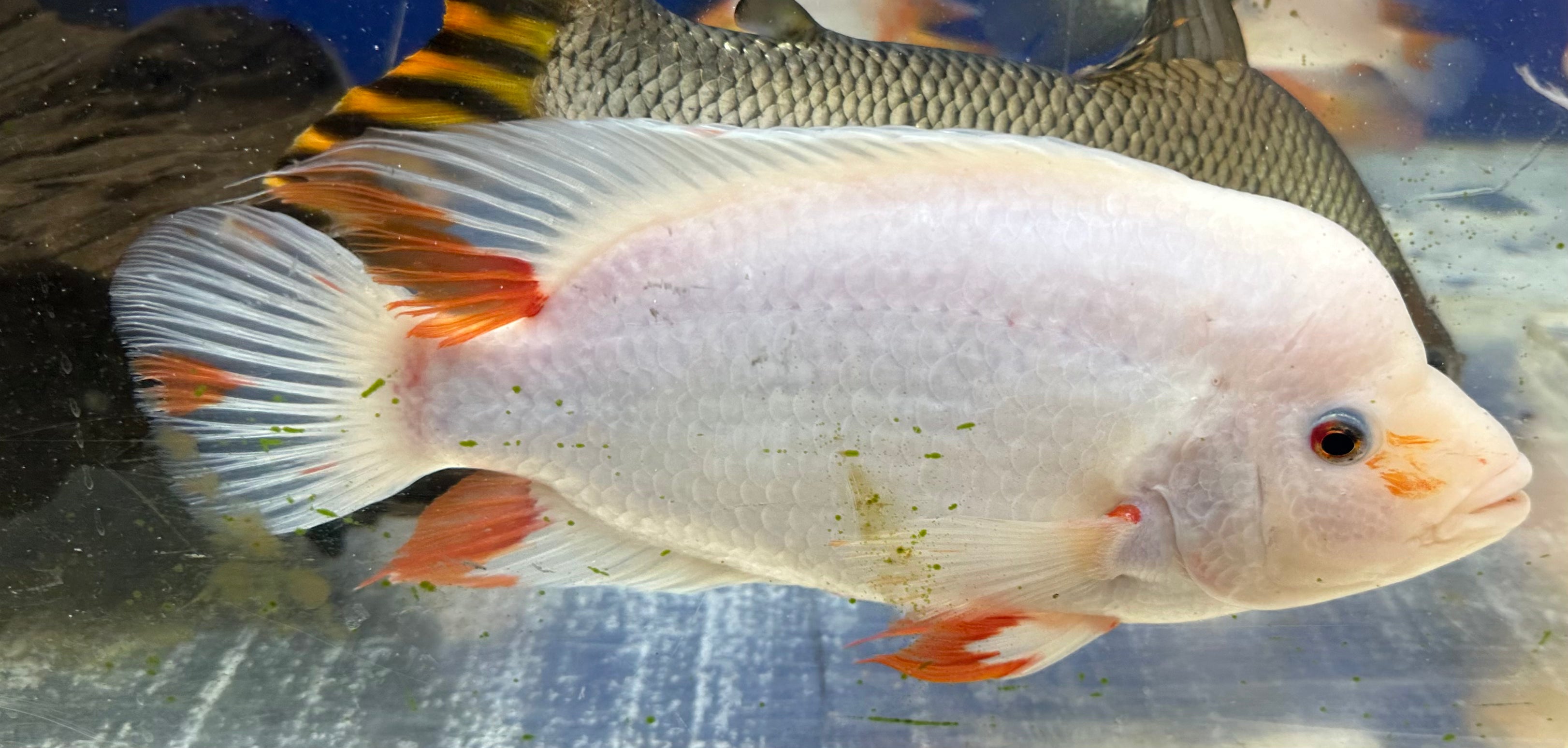 Creamsickle Midas Pair (9-10”)