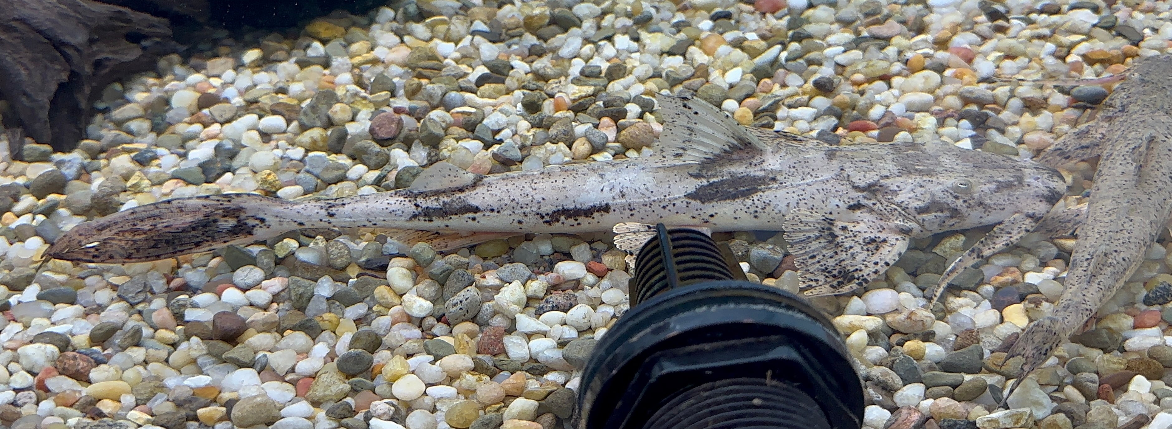 Suchus Goonch Catfish (9-10”)