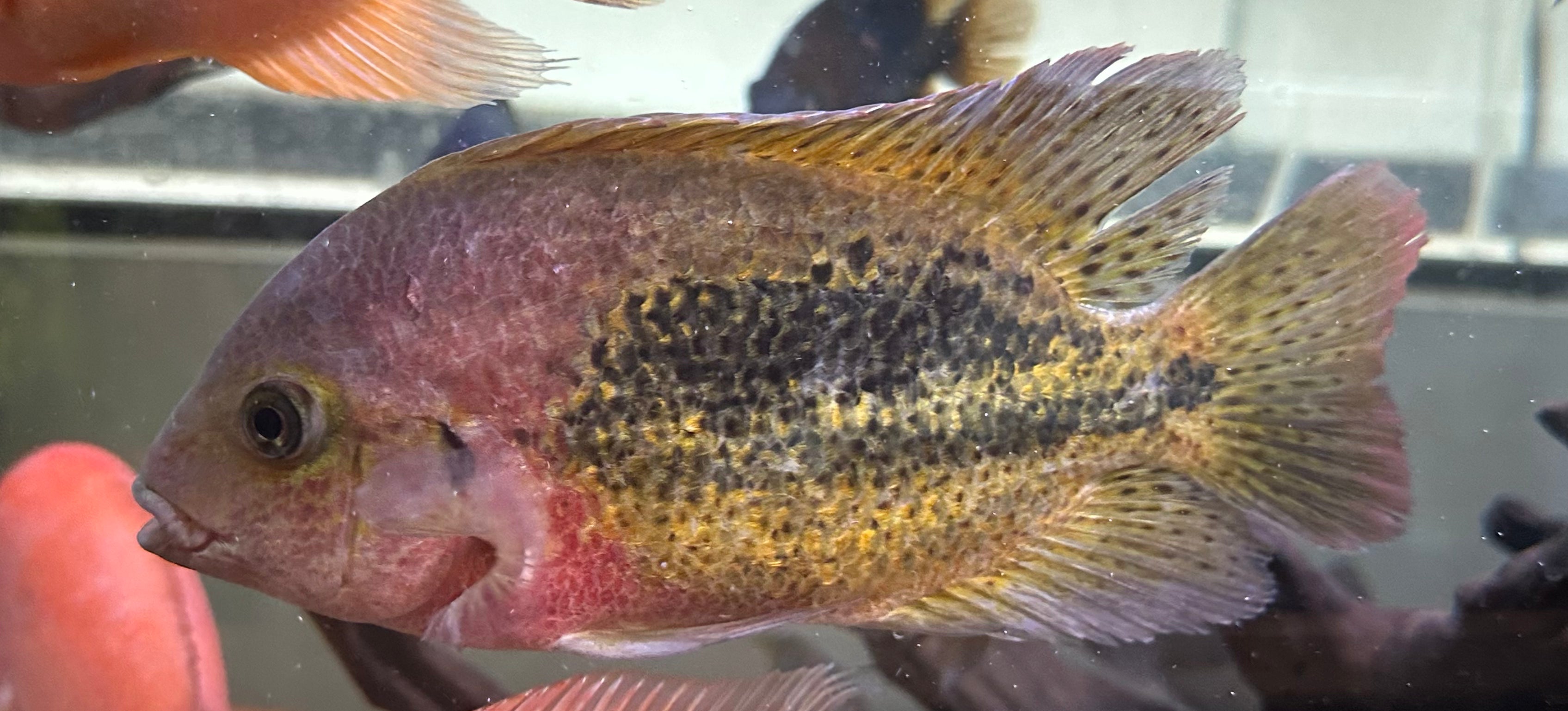 LARGE Rio Chacamax Bifasciatus Vieja Cichlid (6.5-7”)
