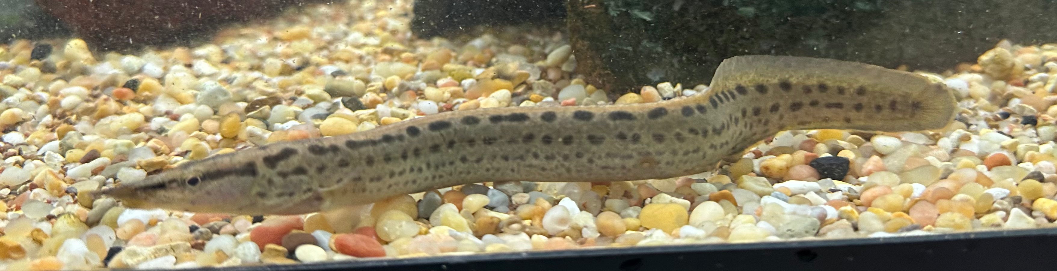 Anguila espinosa de manchas negras (7-8”)