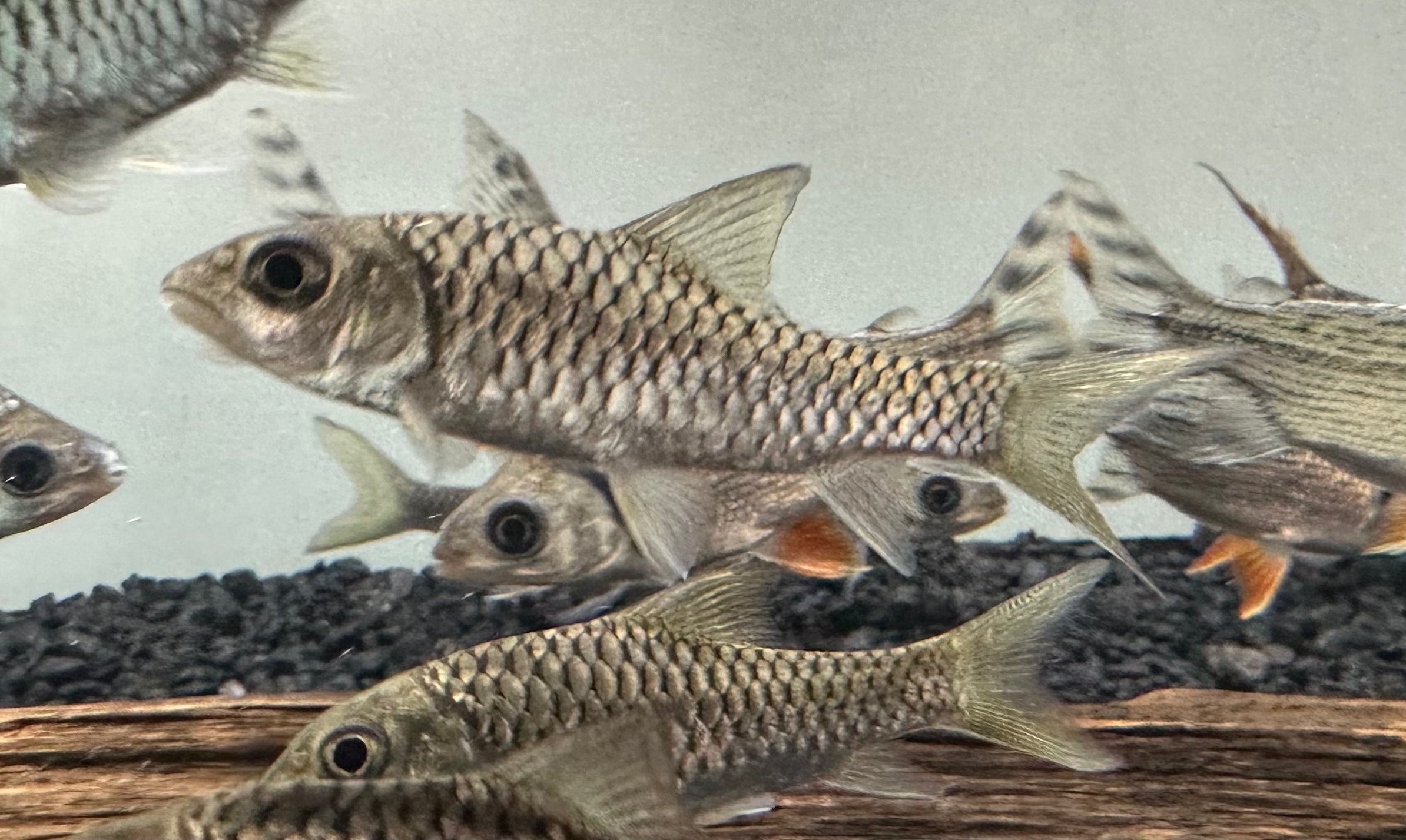 Mahseer (3.5-4”)