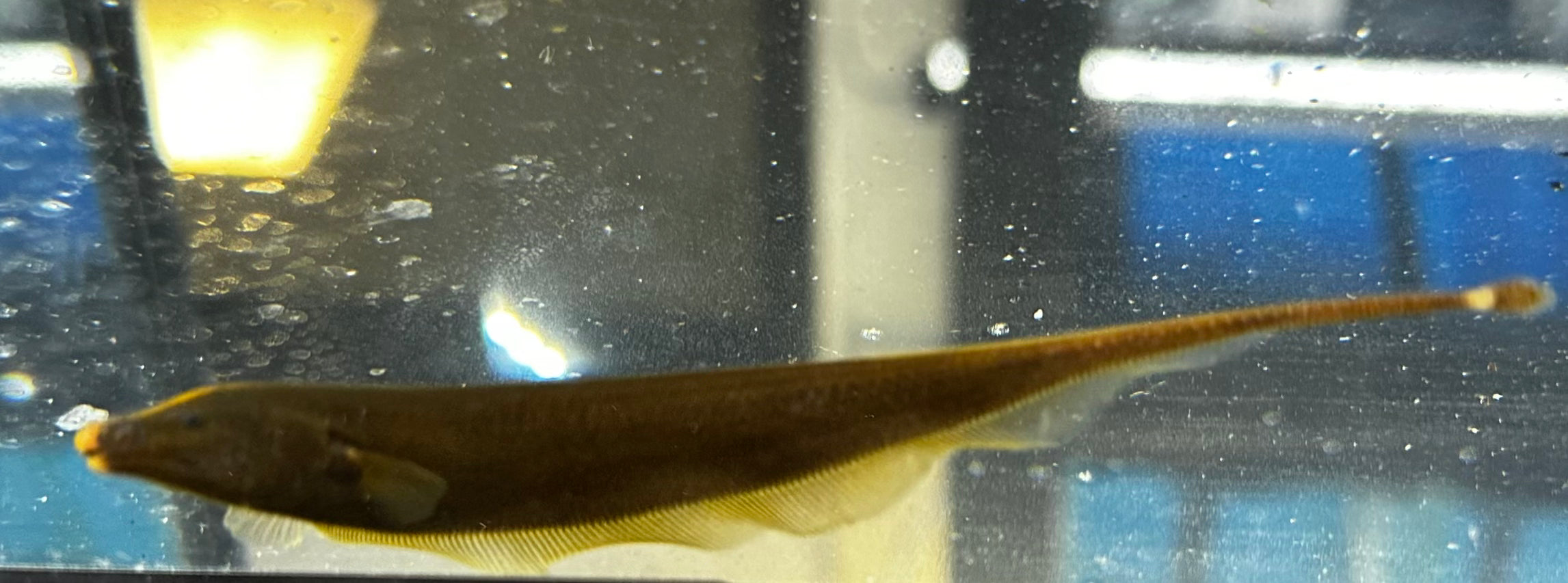 Brown Knife Fish (2-3”)