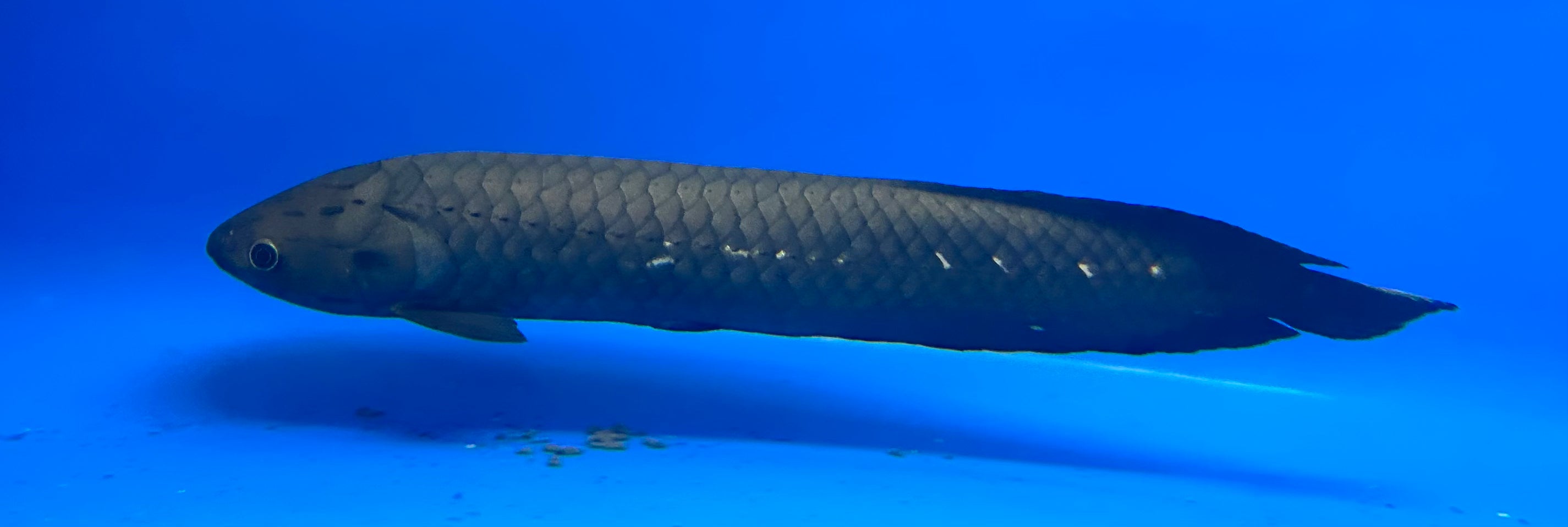 XXL African Arowana (24”+)