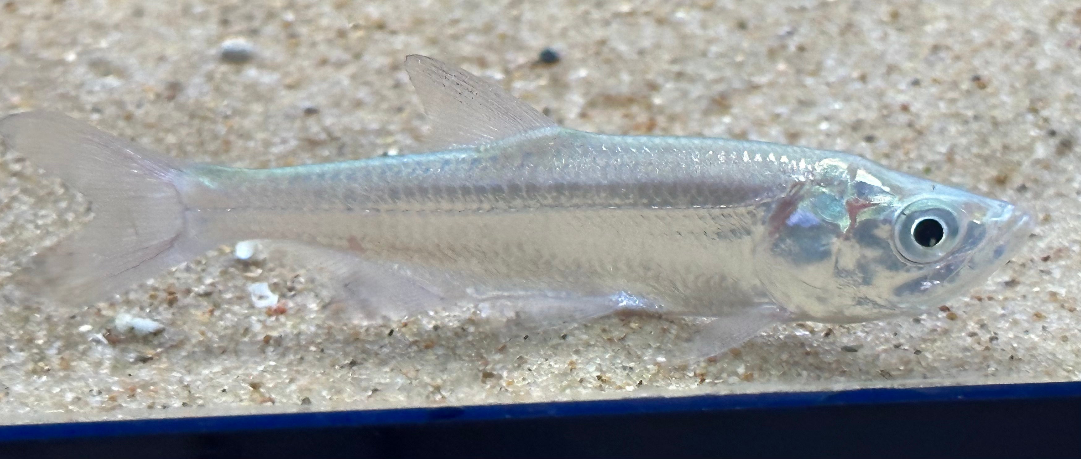 Sábalo del Atlántico (2,5”)