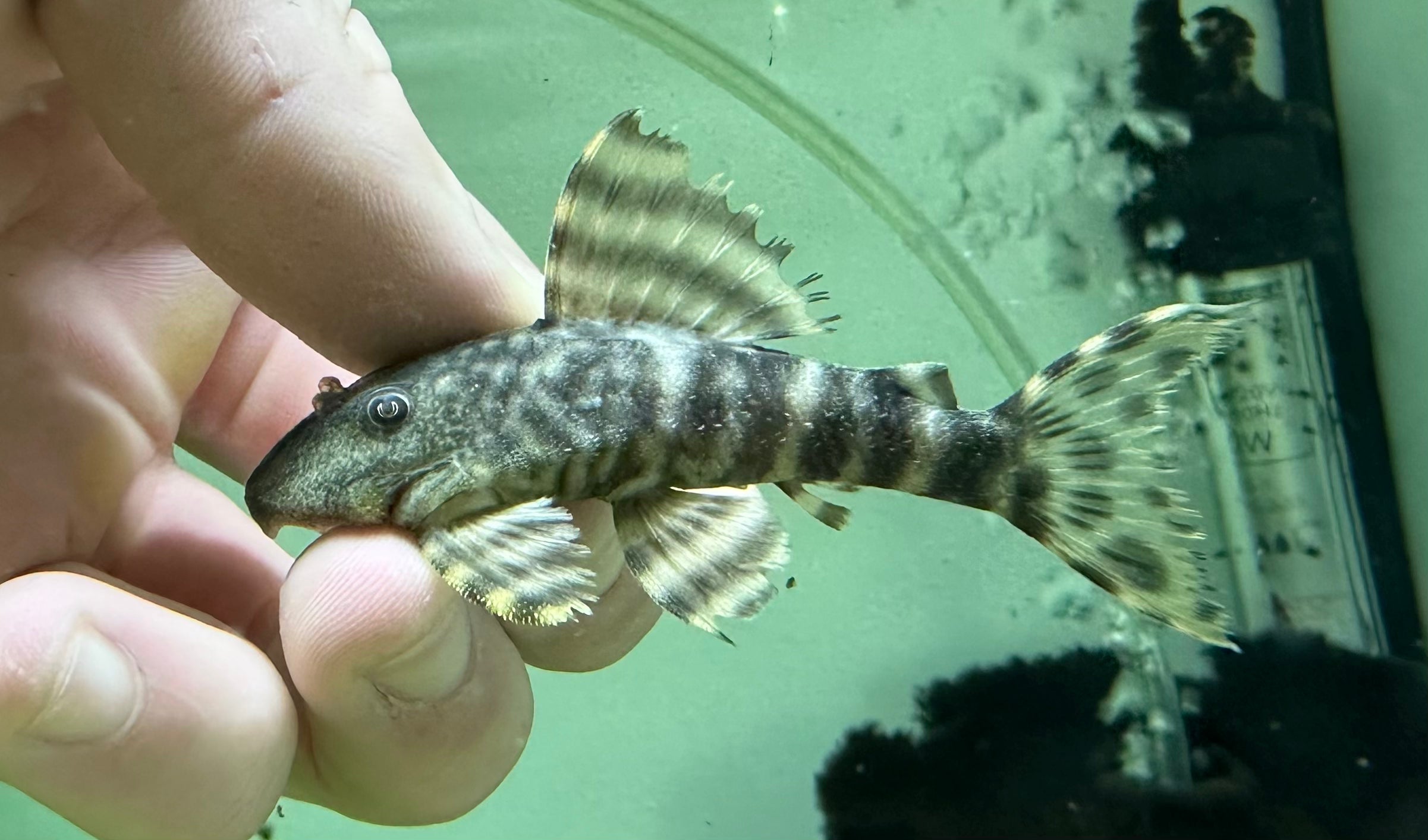 L226 Iquitos Tiger Pleco (2.5”)