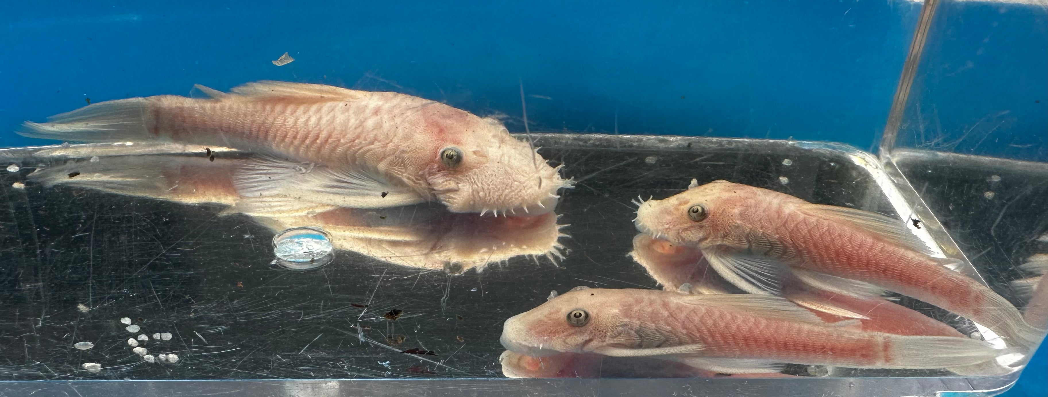 Snow White Bristlenose (1.25-2”)