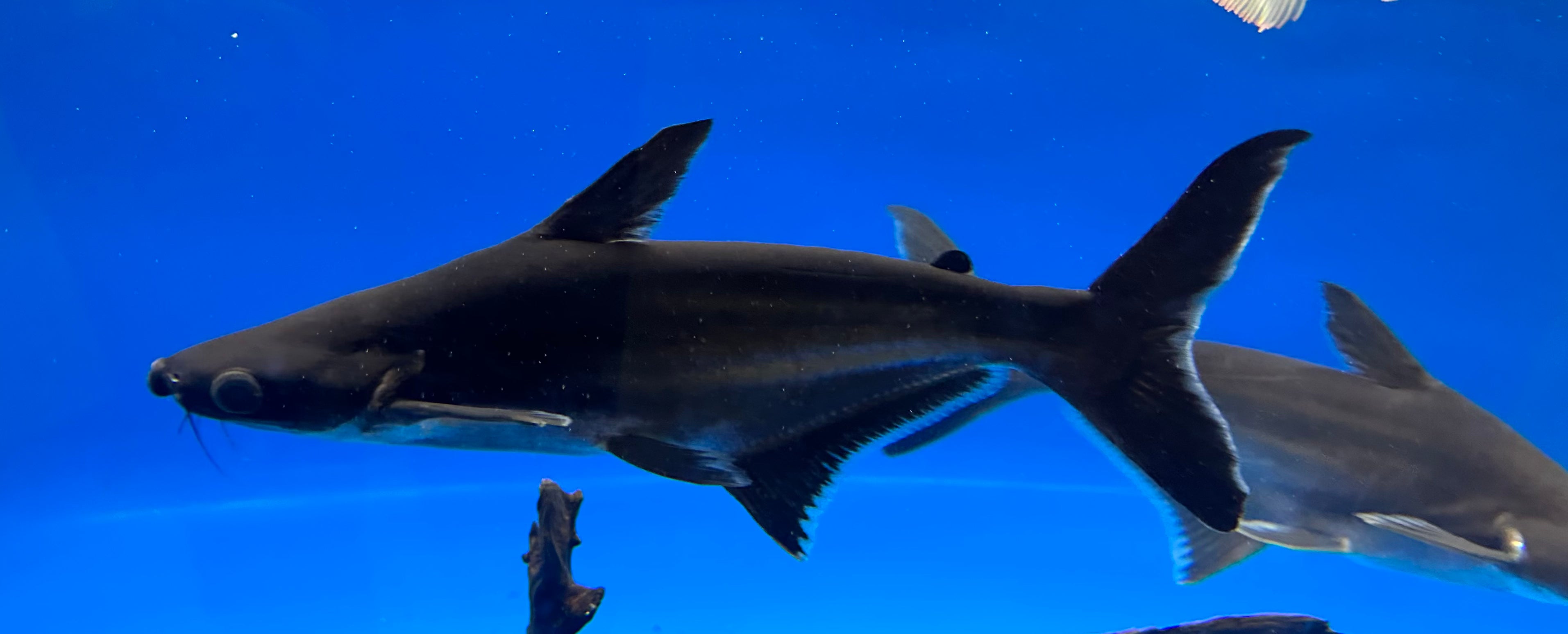 XL Iridescent Shark (18-20”)