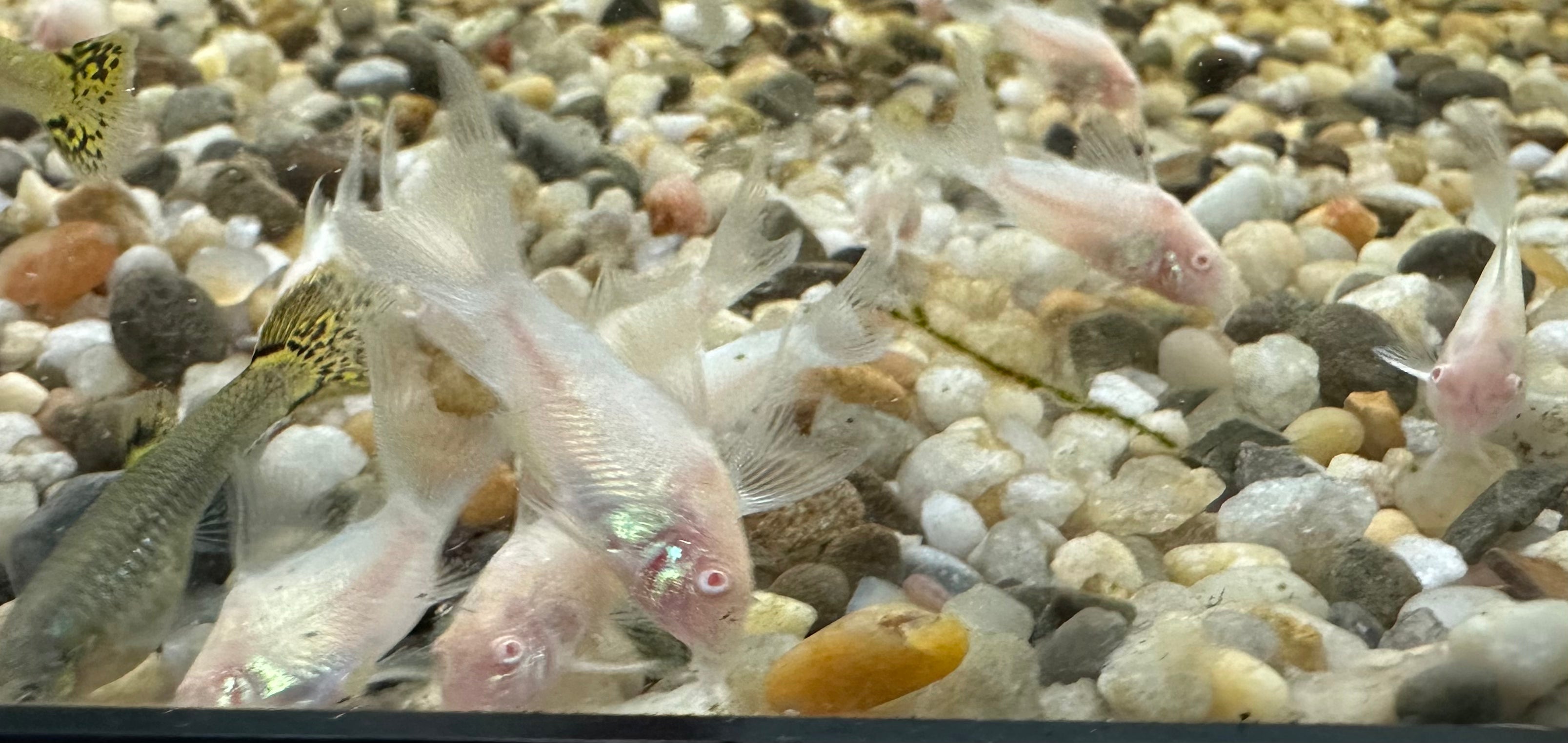 Longfin Albino Cory (1.25-1.5”)