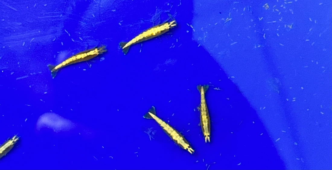 Yellow Goldenback Shrimp (.75-1”)