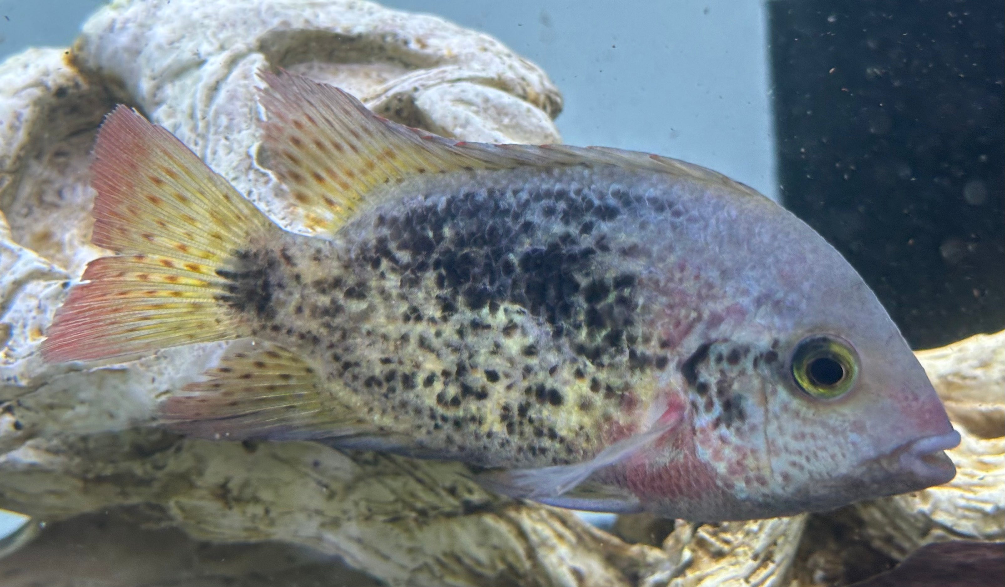 Rio Chacamax Bifasciatus Vieja Cichlid (4”)