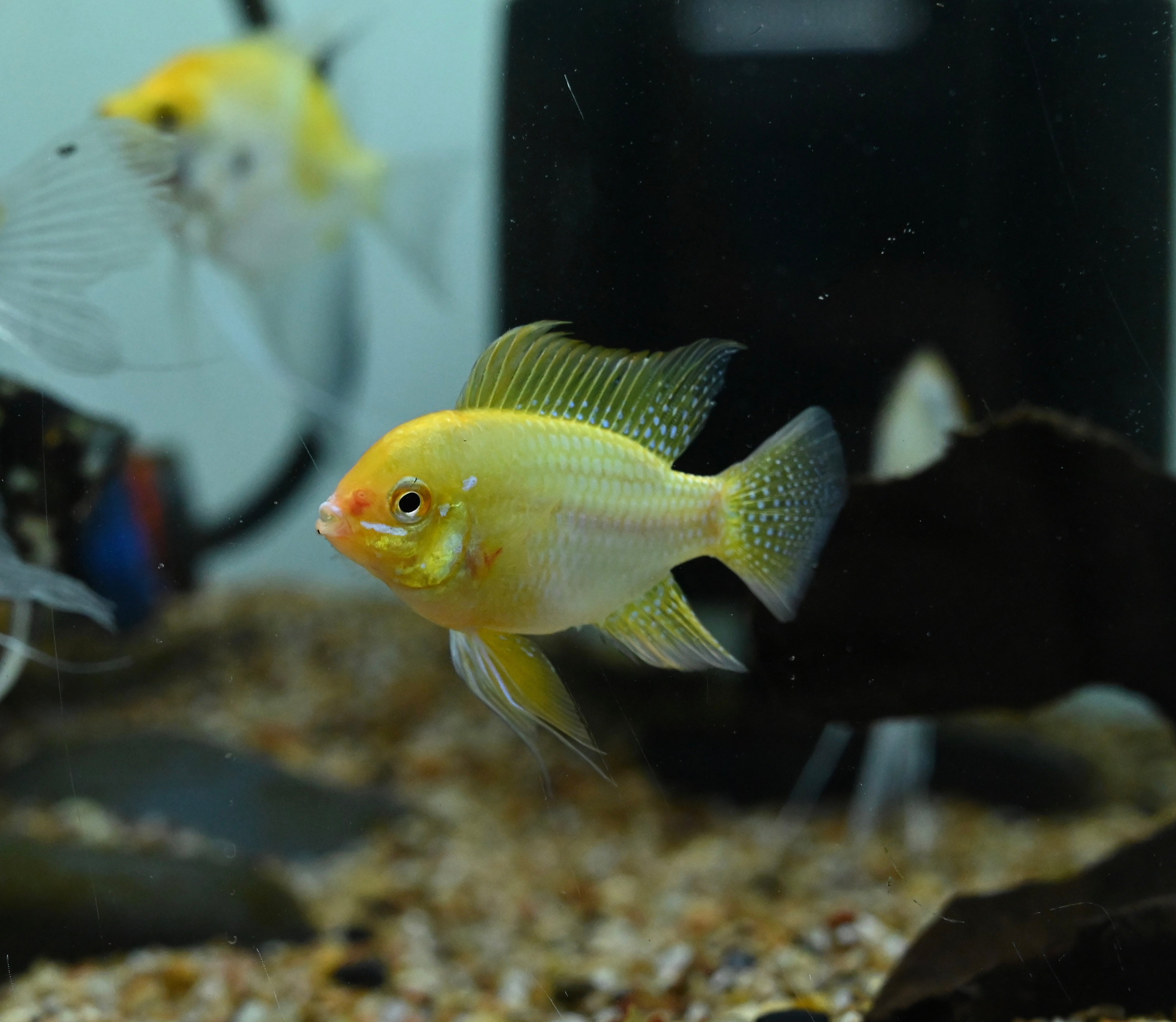 Jumbo Gold Ram (1.75-2”)