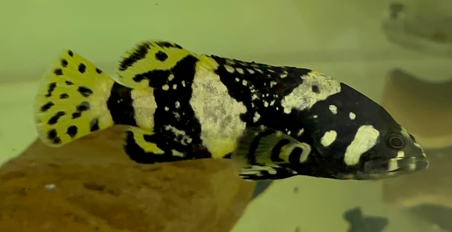 Bumblebee Grouper (3”)