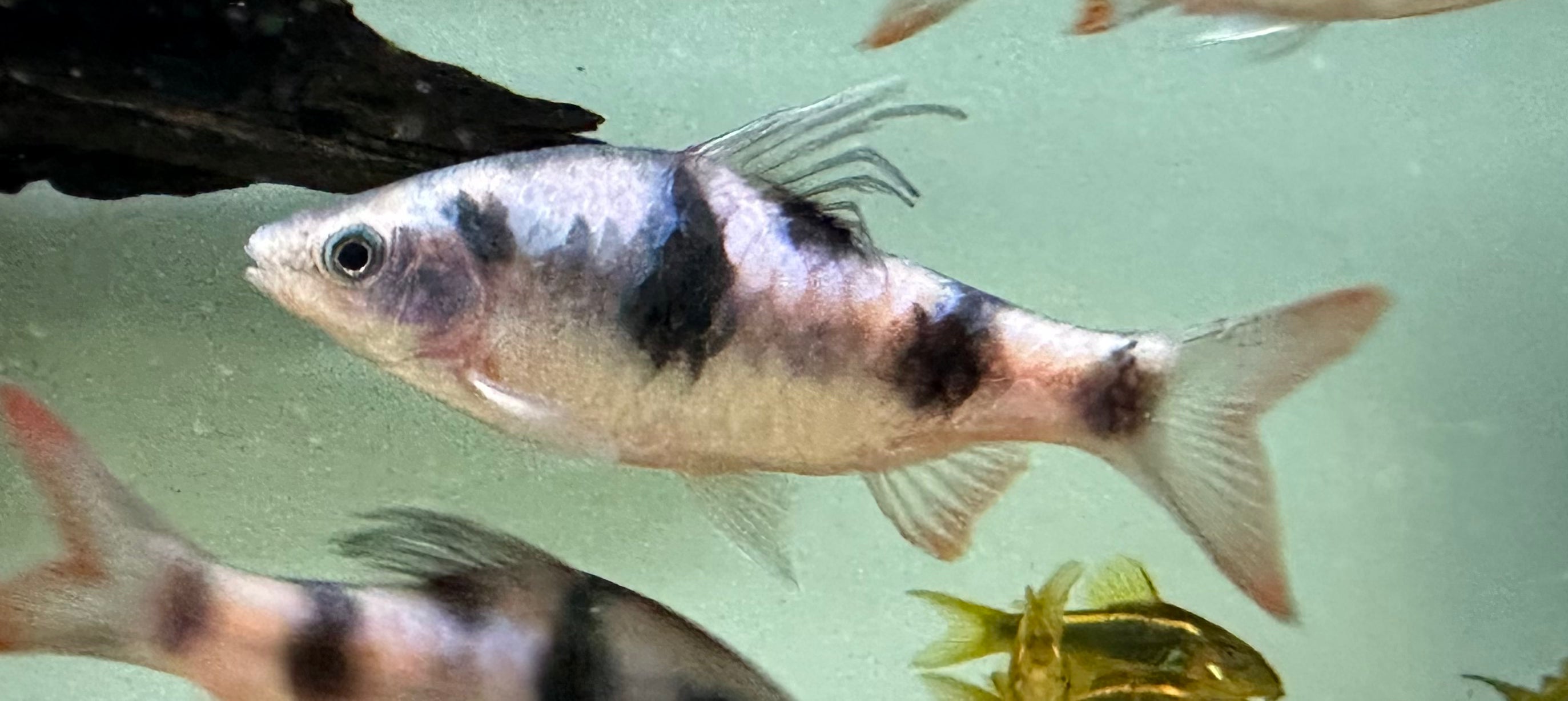 XL Arulius Barb (3-3.5”)