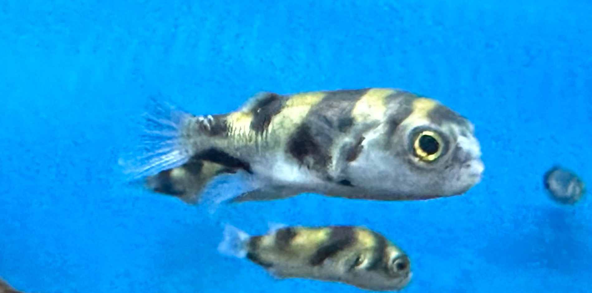 Peces globo del Amazonas (2-2,5”)