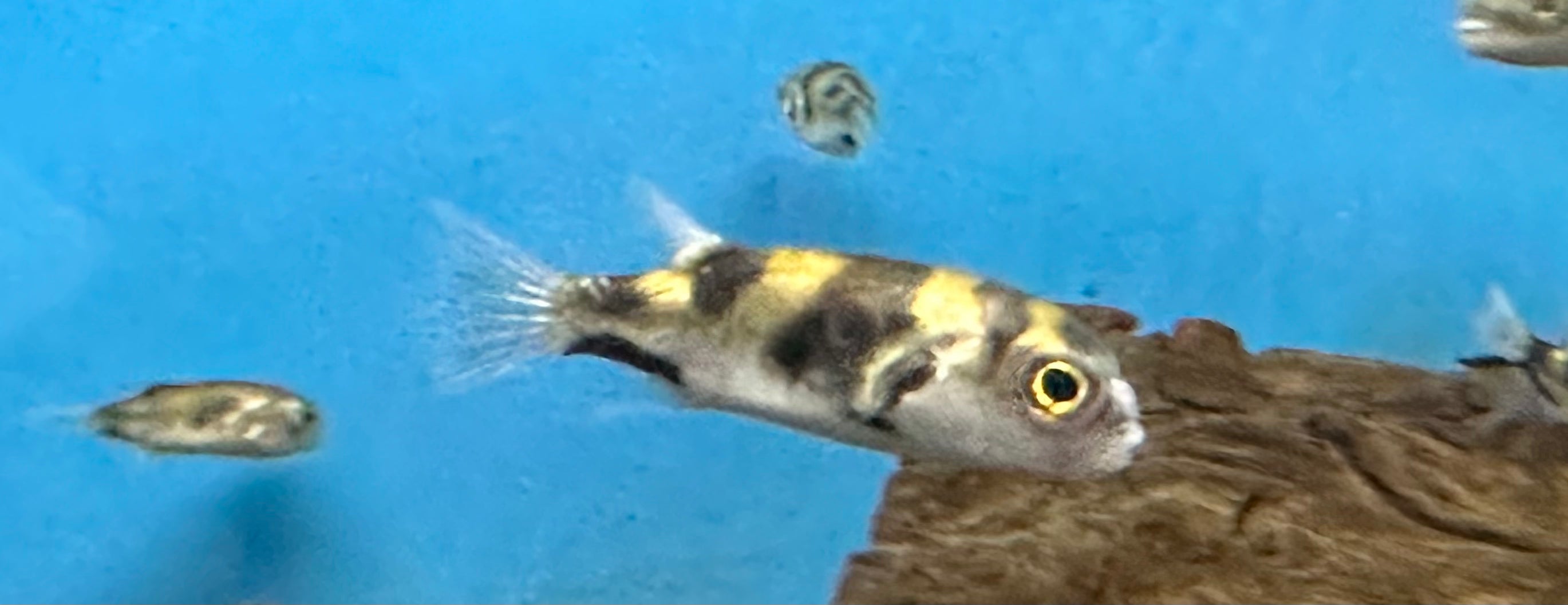 Peces globo del Amazonas (2-2,5”)